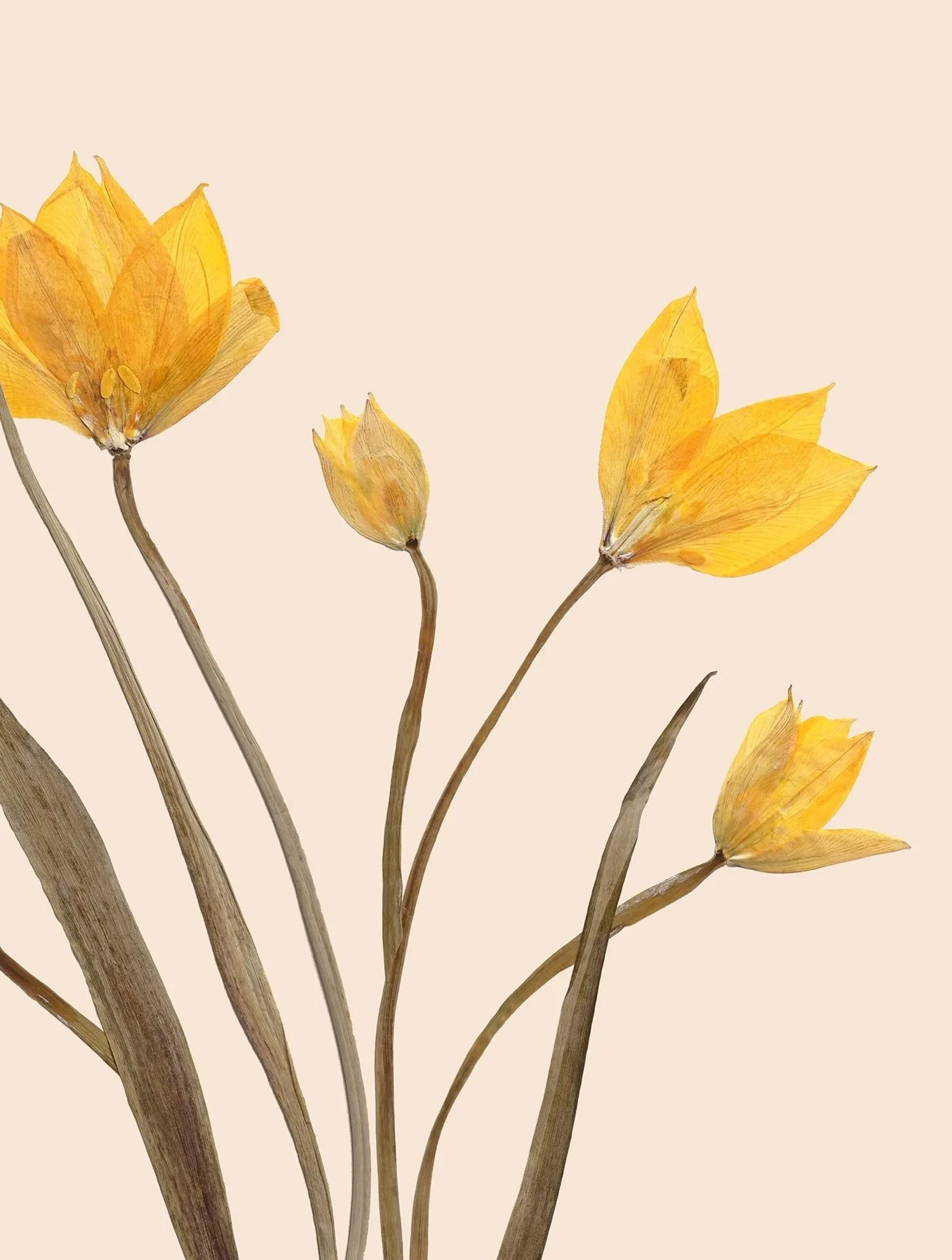 Tulipa+sylvestris_5DSR0106CardPrint.jpg