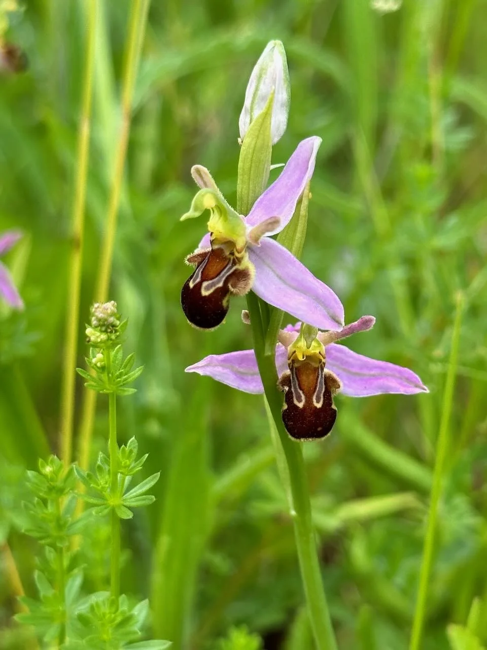 Close-up of a bee pollinating a purple wildflower with three bees on the flower, surrounded by green grass and plants.