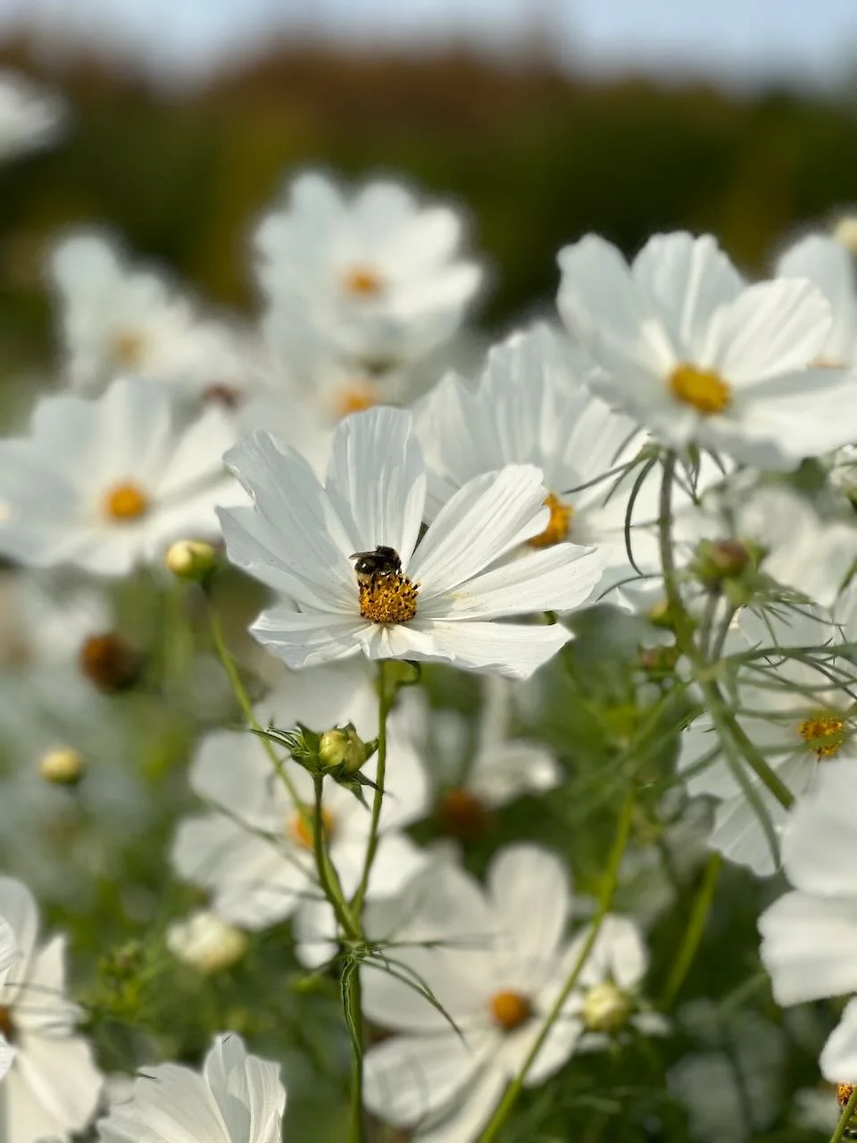 Close-up of white flowers with yellow centers, with a bee collecting pollen on one of the flowers.