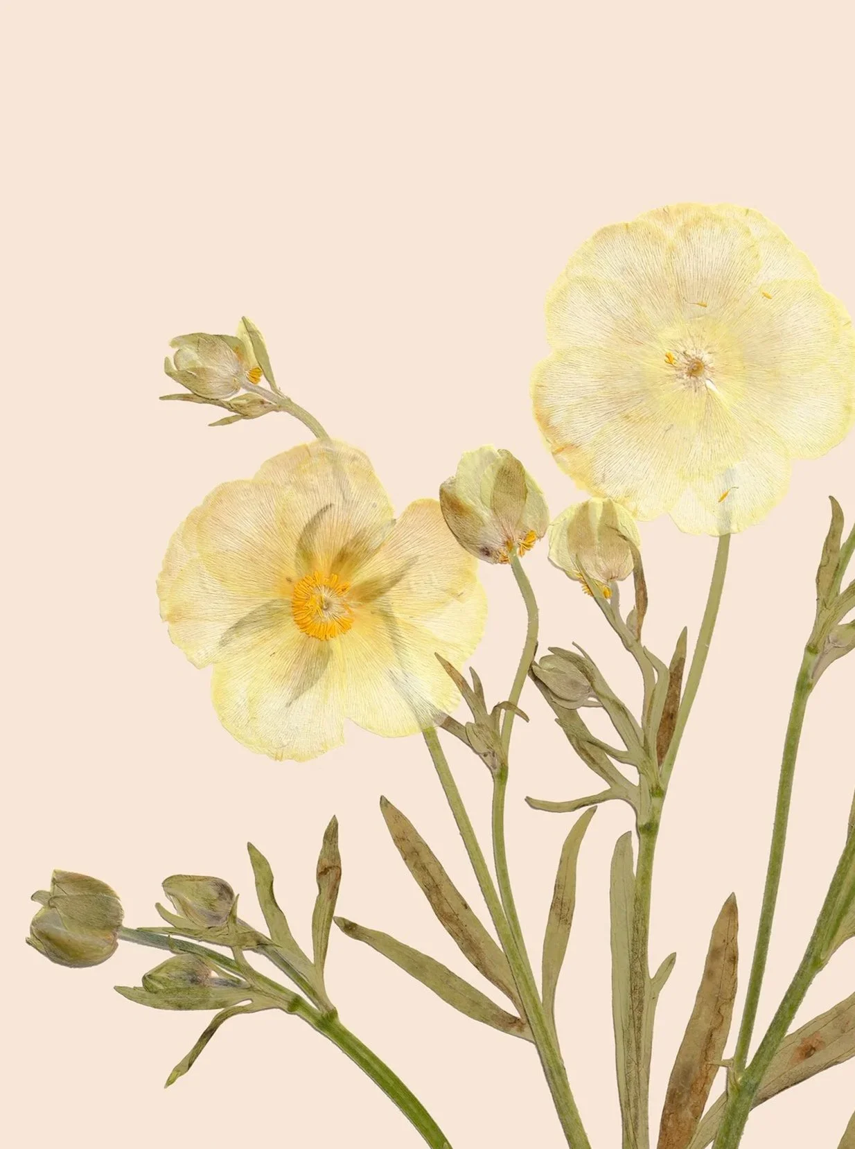 Ranunculus+asiaticus5DSR0098CardPrint.jpg