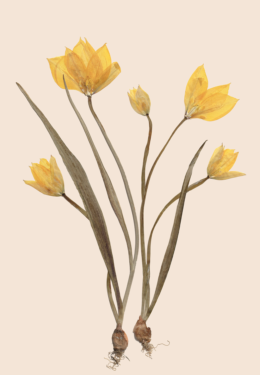 Pressed flower print - Wild Tulip