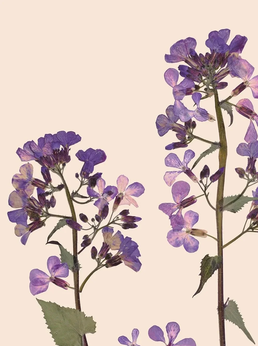 Lunaria+annua5DSR0102_CardPrint.jpg