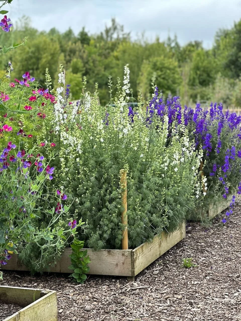 A garden bed with blooming purple, white, and pink flowers, situated on a gravel pathway with a backdrop of green trees and a cloudy sky.