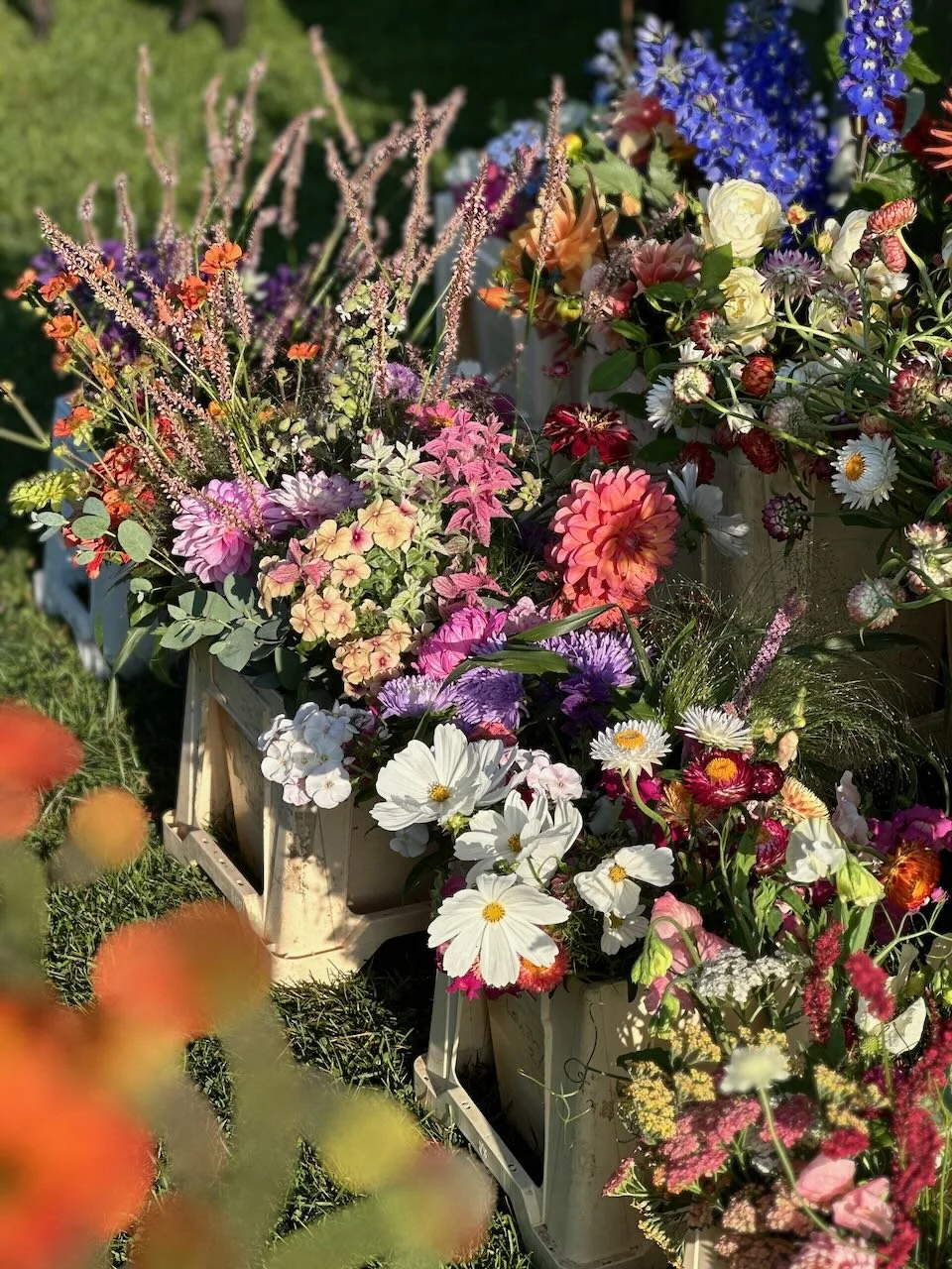 Colorful variety of blooming flowers in white crates outdoors.