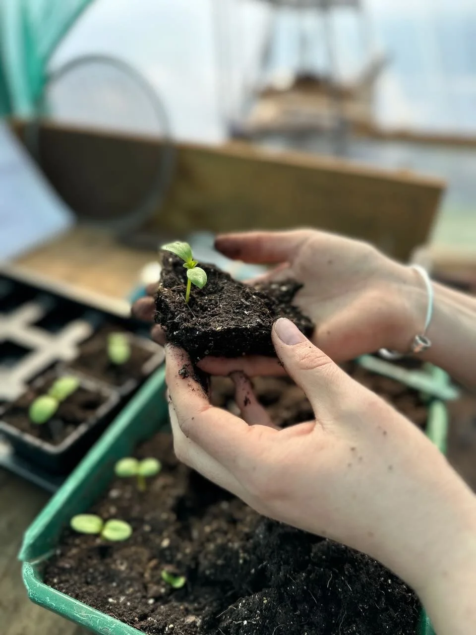 Close-up of hands planting a small seedling into soil, with nursery trays and more seedlings in a green container nearby, in a greenhouse or plant nursery.