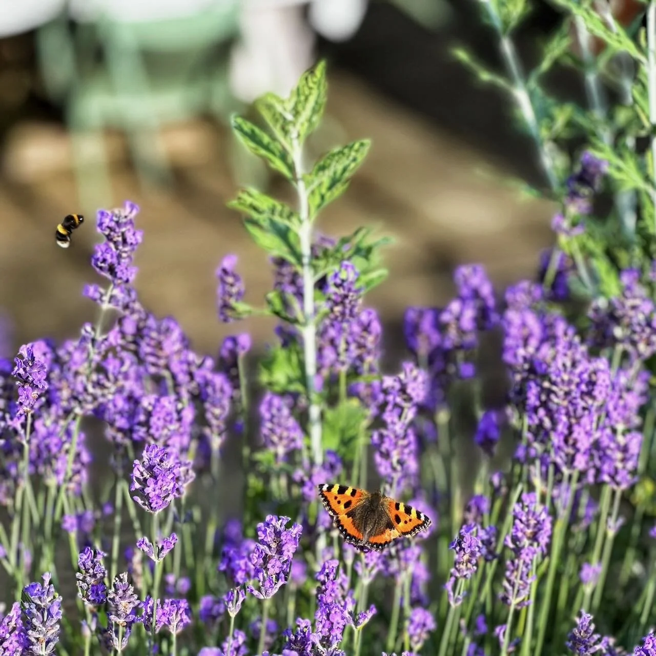 Purple lavender flowers with a butterfly and a bee, greenery in the background.