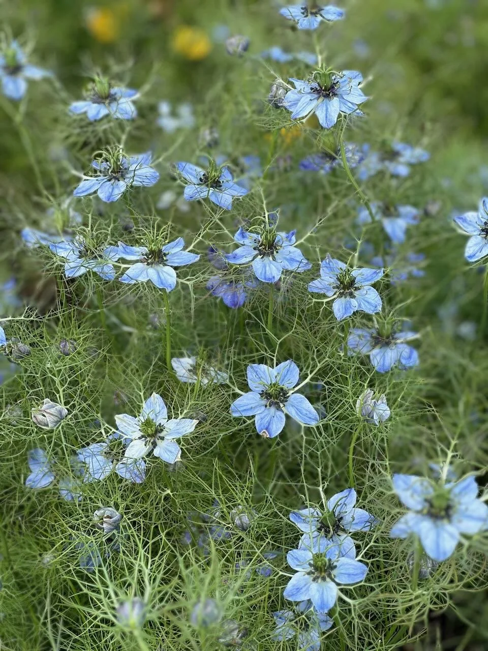 Blue flowers with spindly green stems and intricate green foliage in the background.