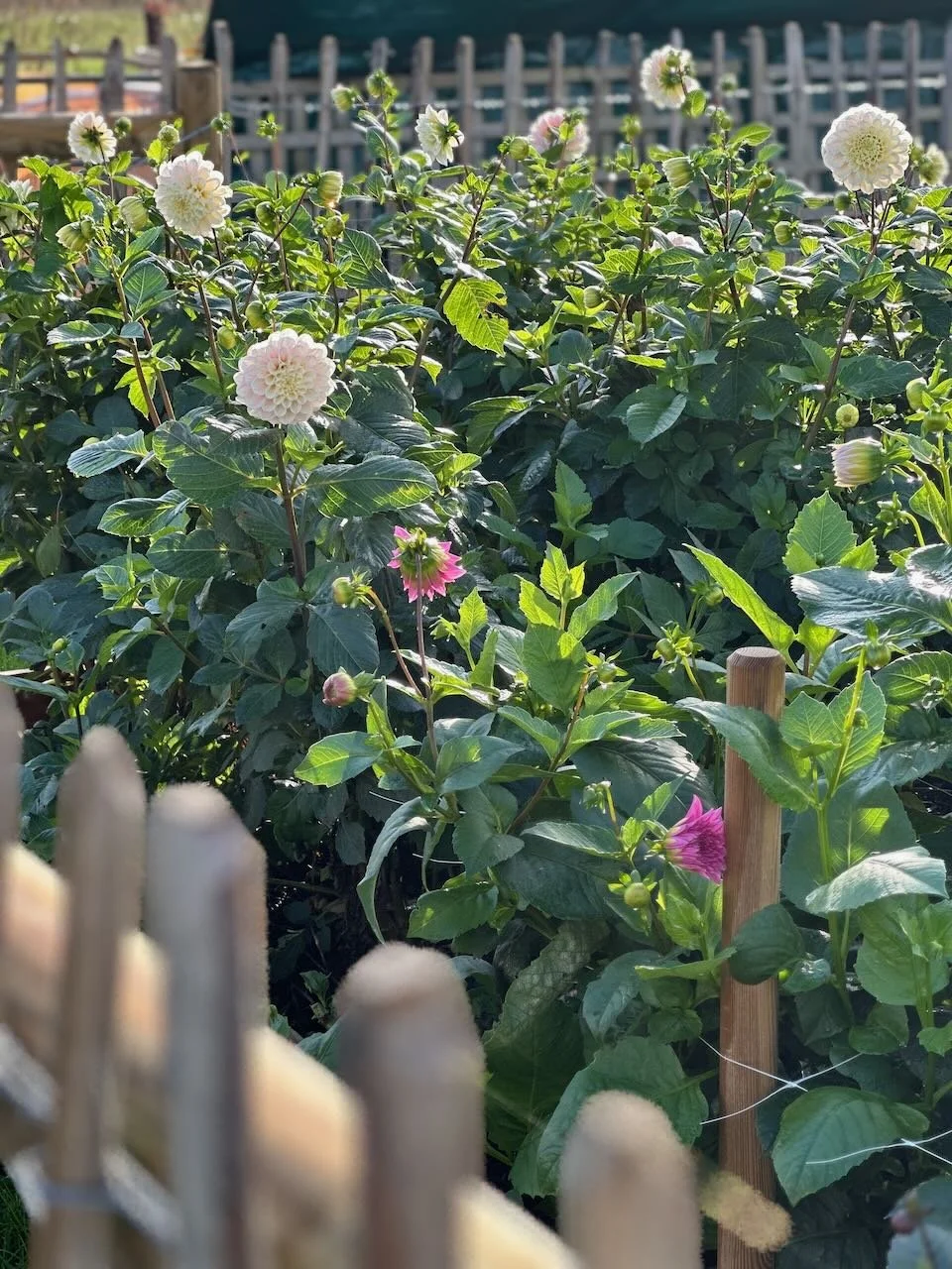 A garden with blooming dahlias, some white and pink flowers, surrounded by green leaves and wooden stakes, with a wooden fence in the background.