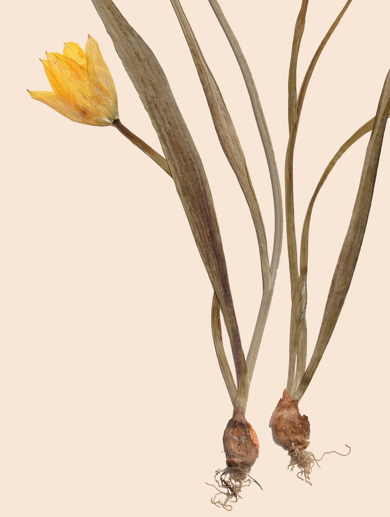 Tulipa+sylvestris_5DSR0106CardPrint.jpg
