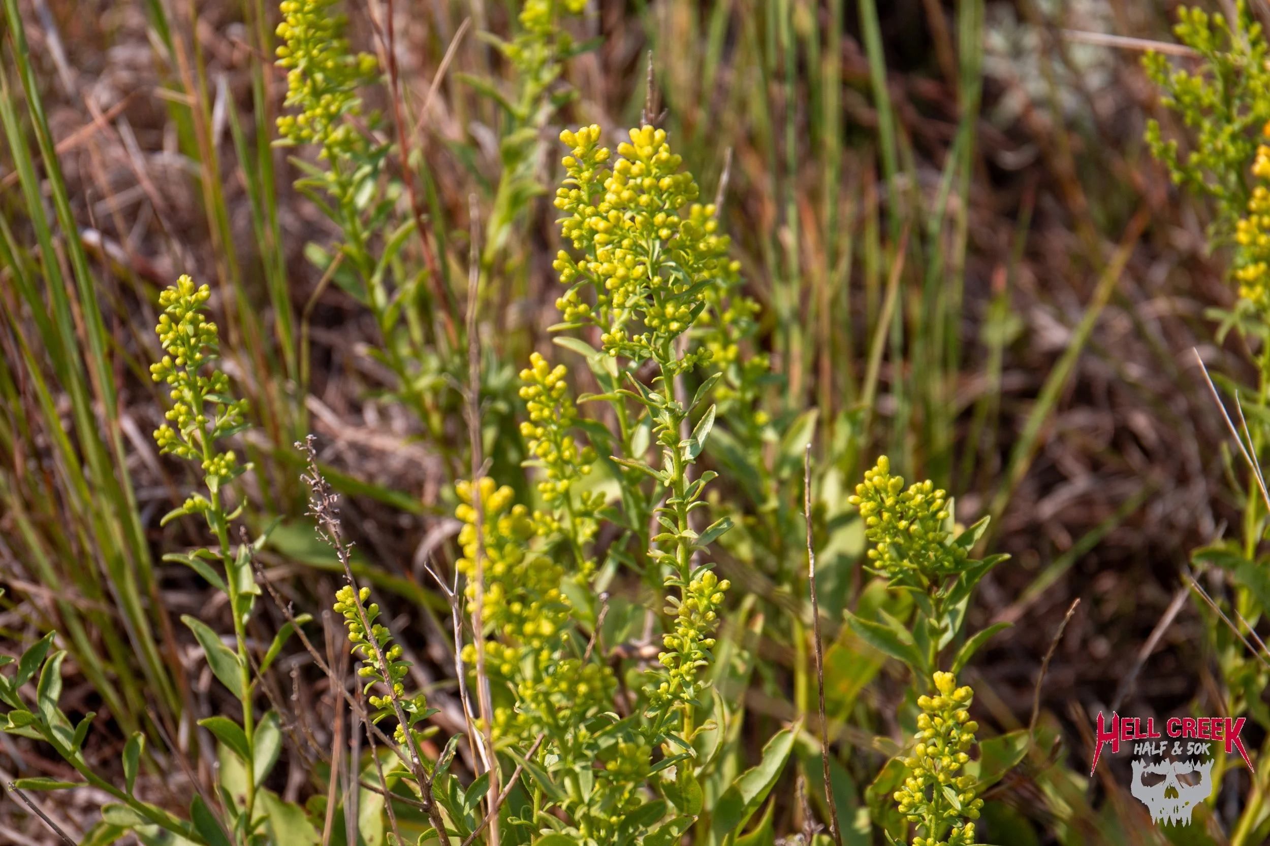 LFGFHellHill_20250823_1026.jpg
