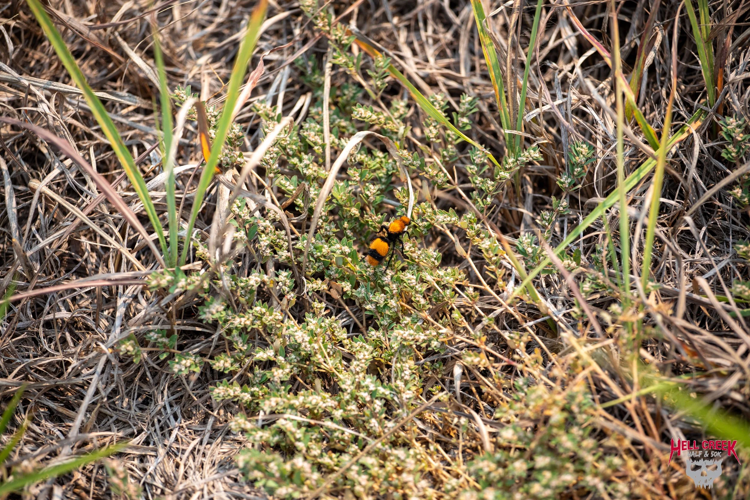 Nature_20250823_26.jpg