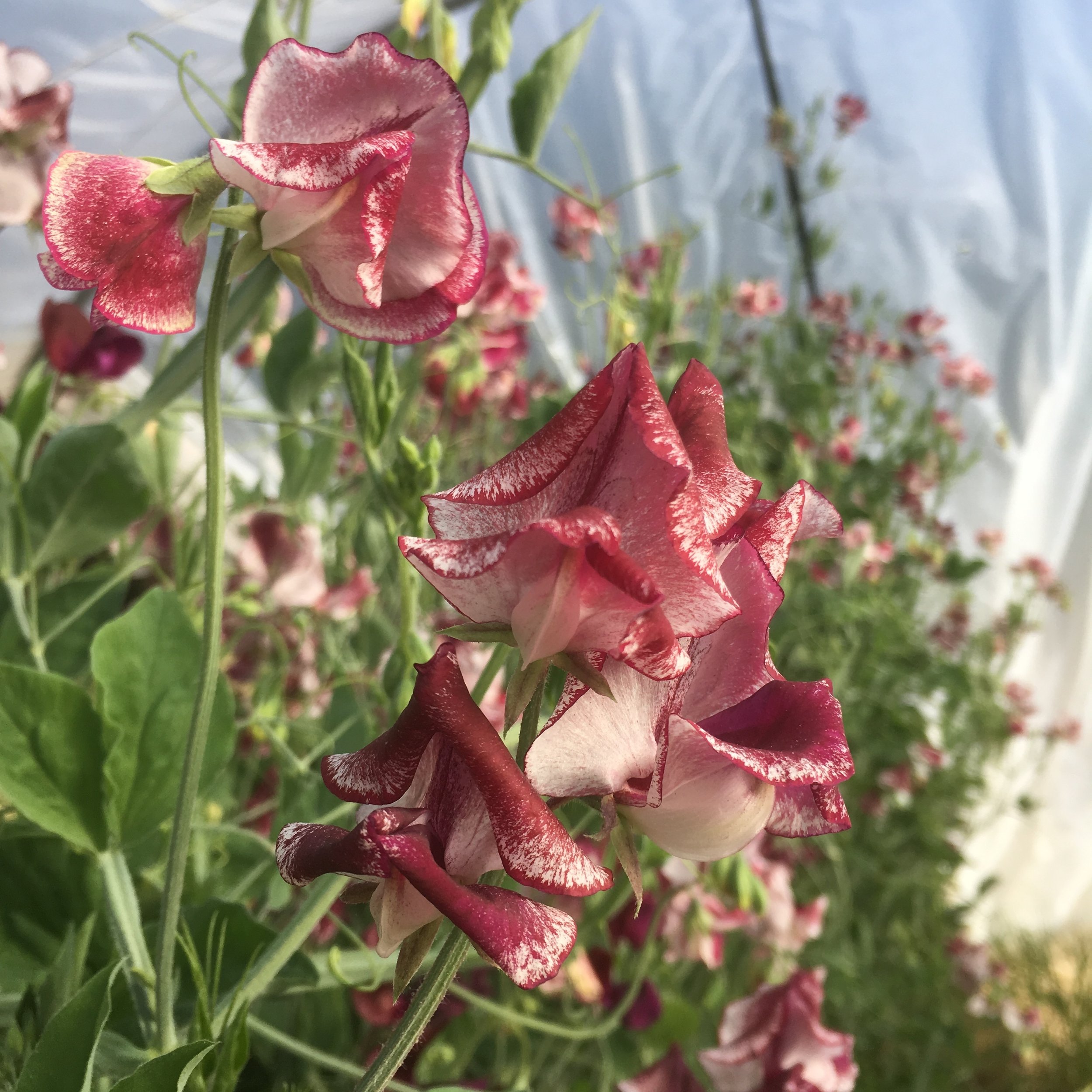 Wiltshire ripple sweet pea.jpeg