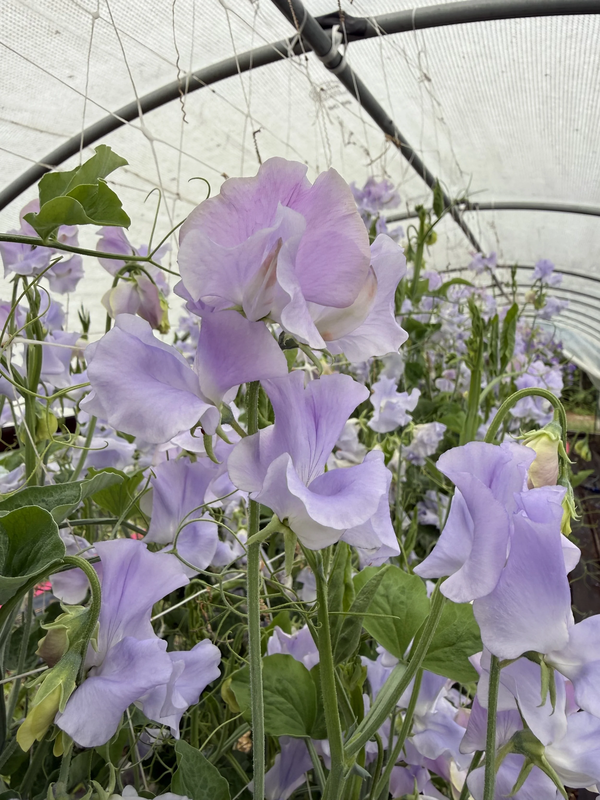 Sweet pea lavender lily 1.jpg