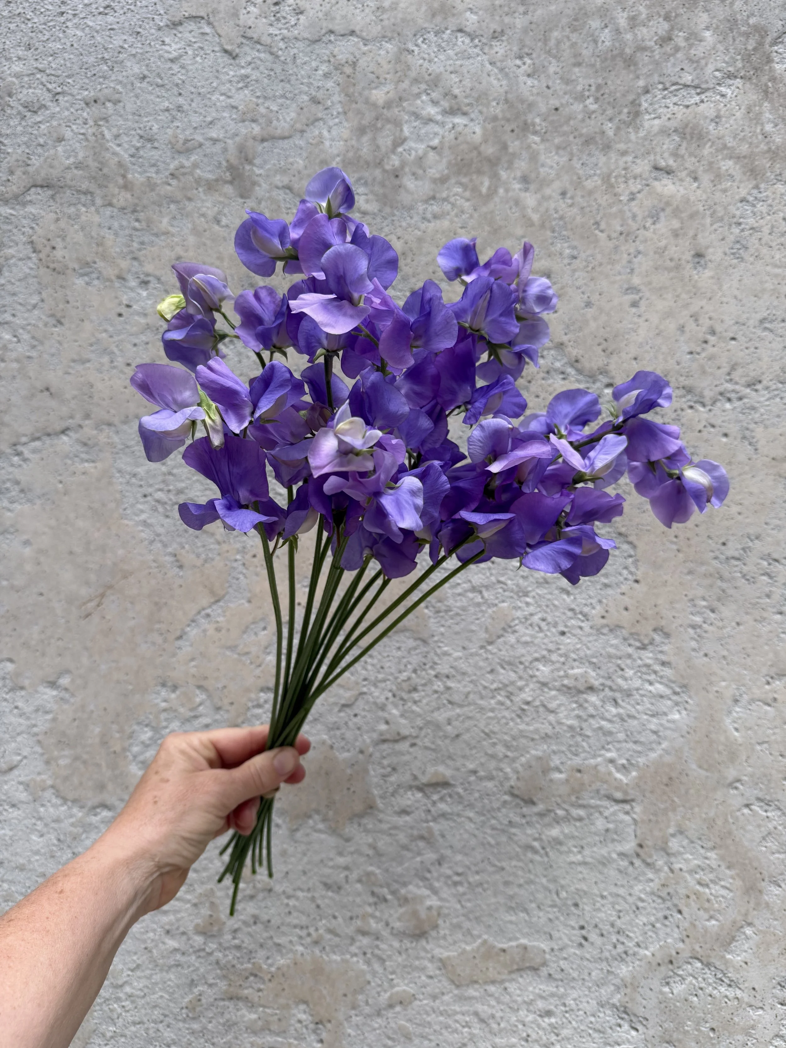 Sweet pea mid blue 2.jpg