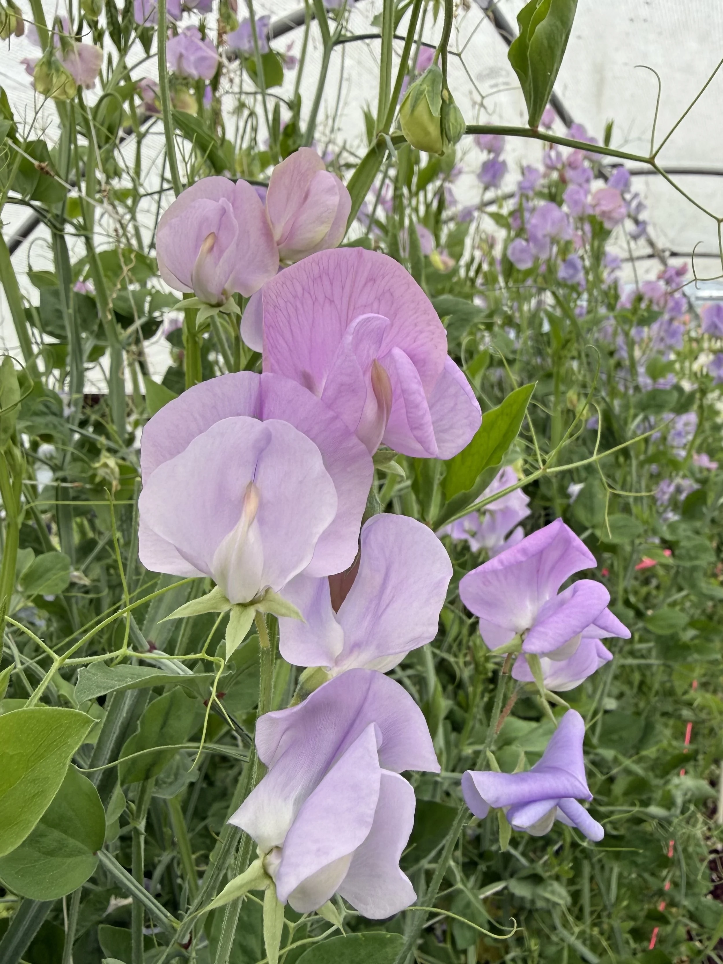 Sweet pea elegance lavender.jpg