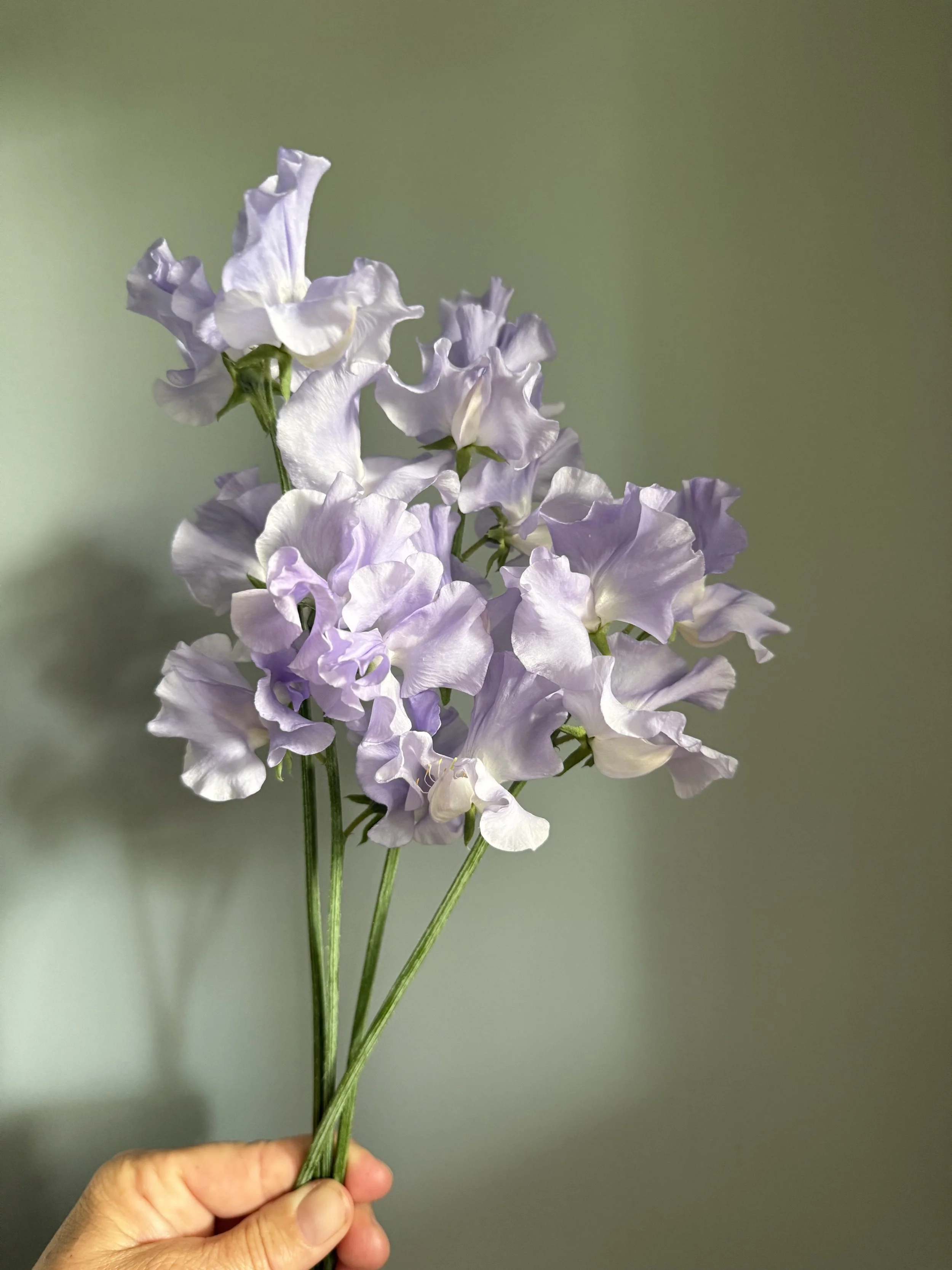 Sweet pea lavender lily 2.jpg
