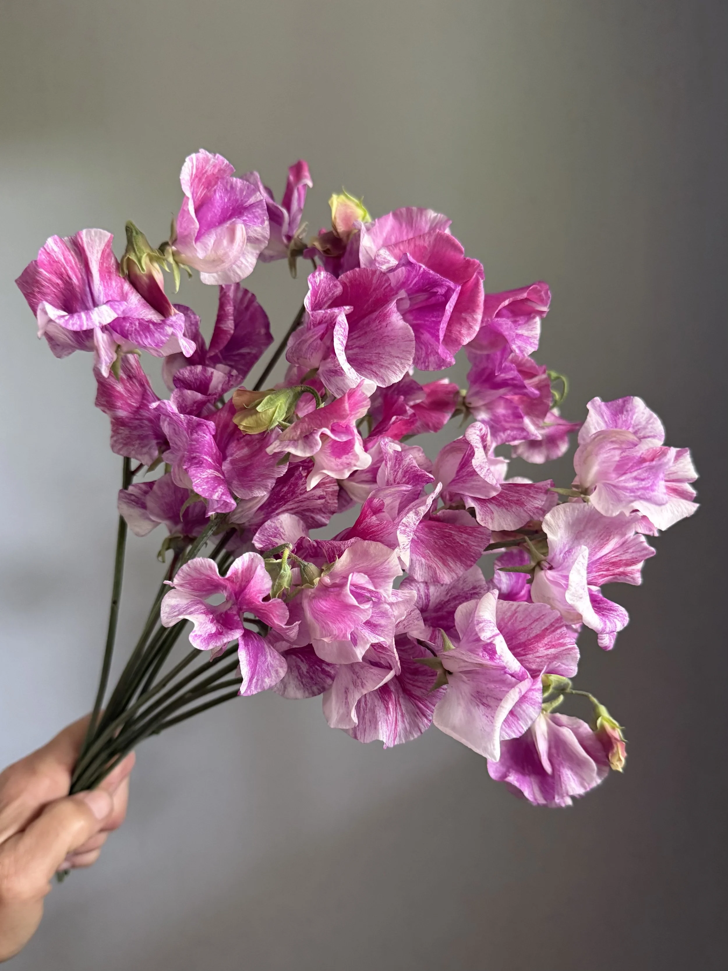 Sweet pea Pandemonium.jpg