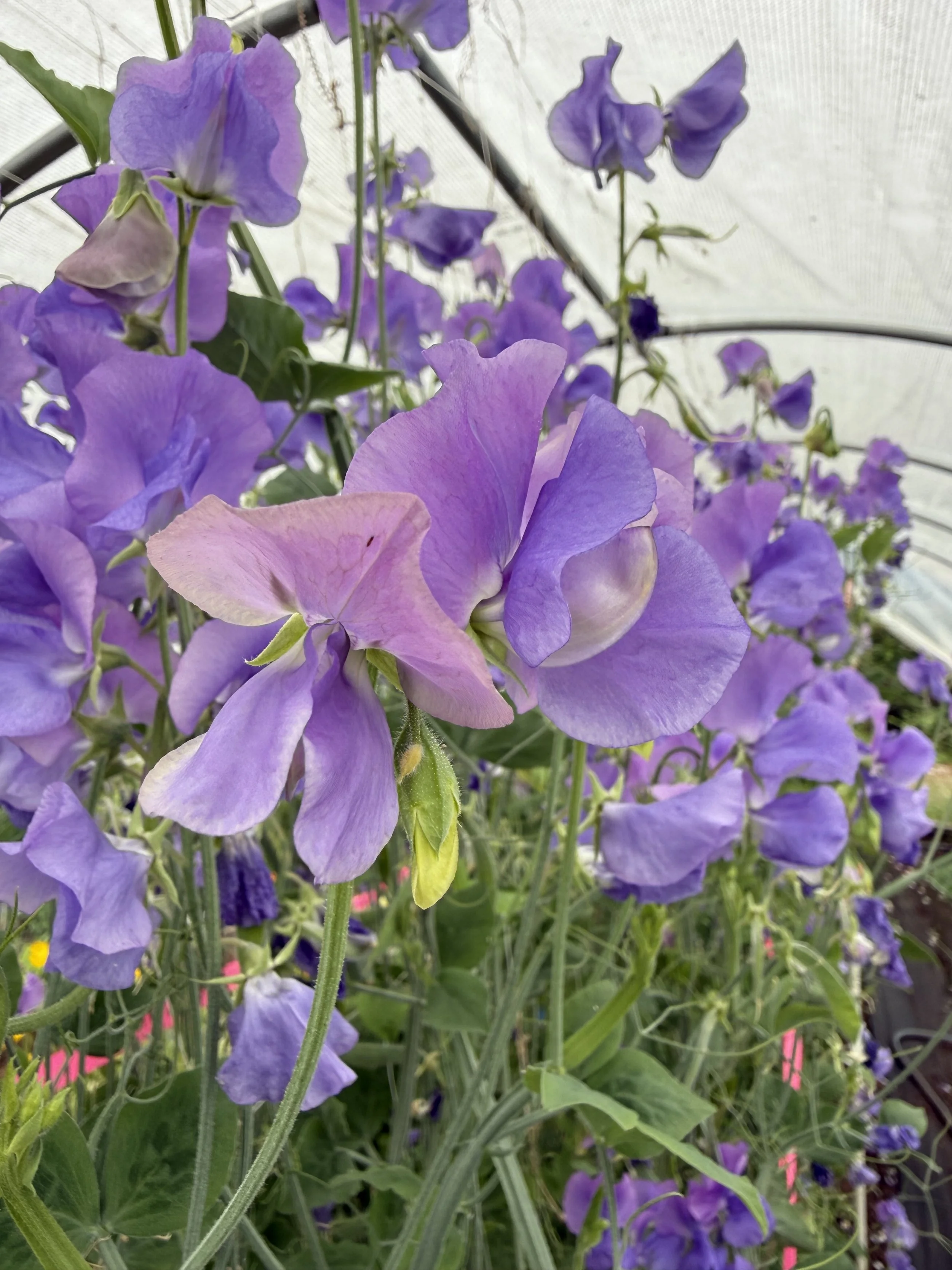 Sweet pea mid blue.jpg