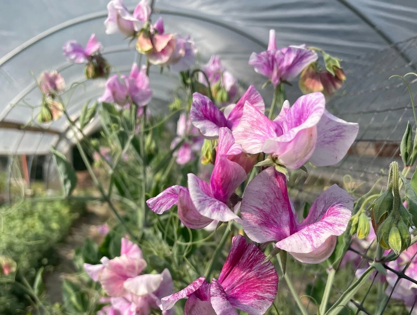 Sweet pea Pandemonium 1.jpeg