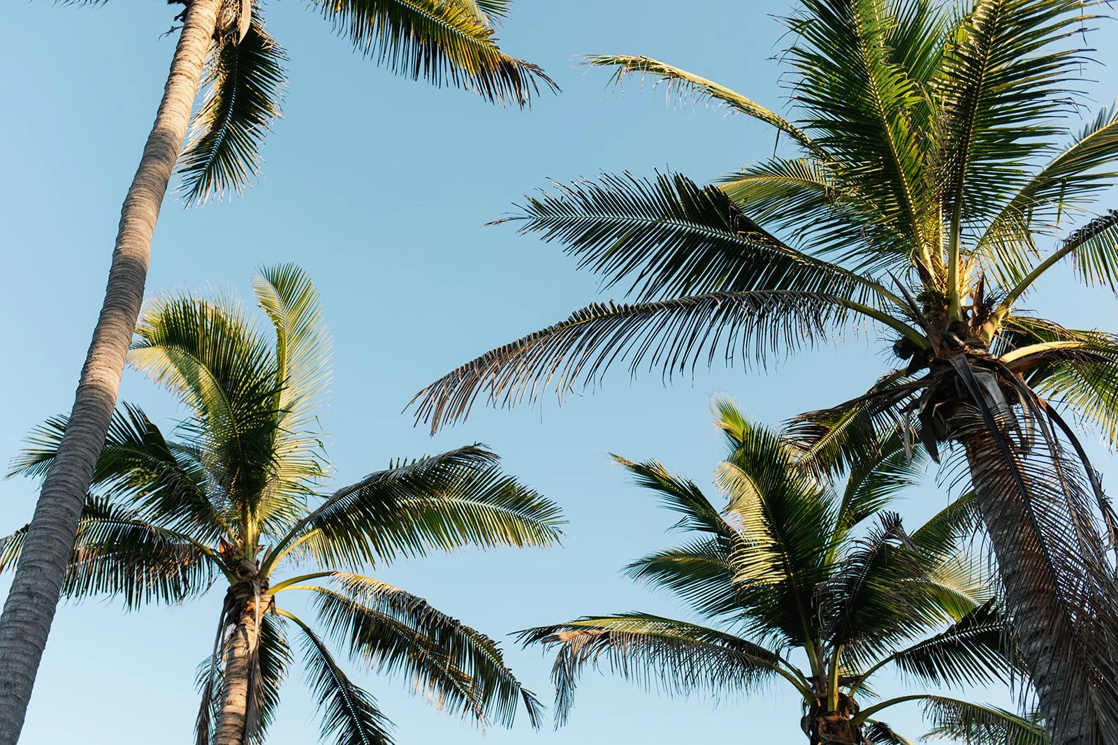 Tall palm trees with green fronds against a clear blue sky.
