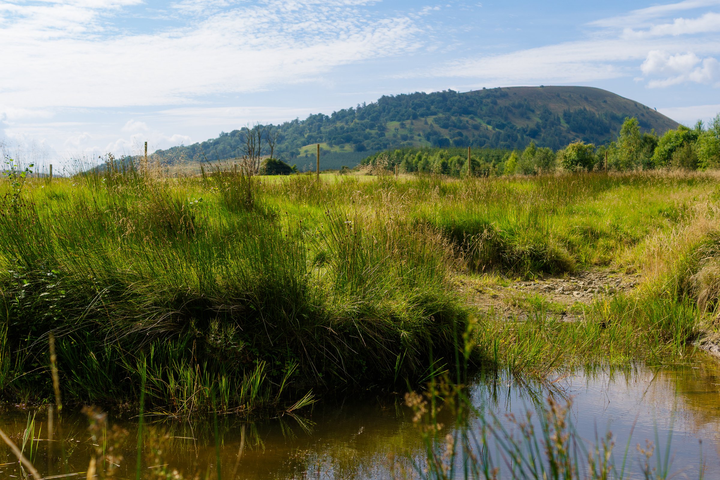 A lush green field with tall grass and a small stream, with a mountain in the background under a partly cloudy sky.