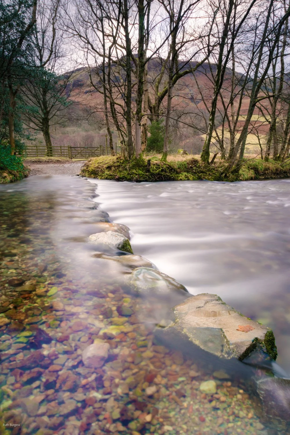 A serene river flowing past a small wooded island with bare trees, a wooden fence in the background, and rolling hills beyond, during daytime.