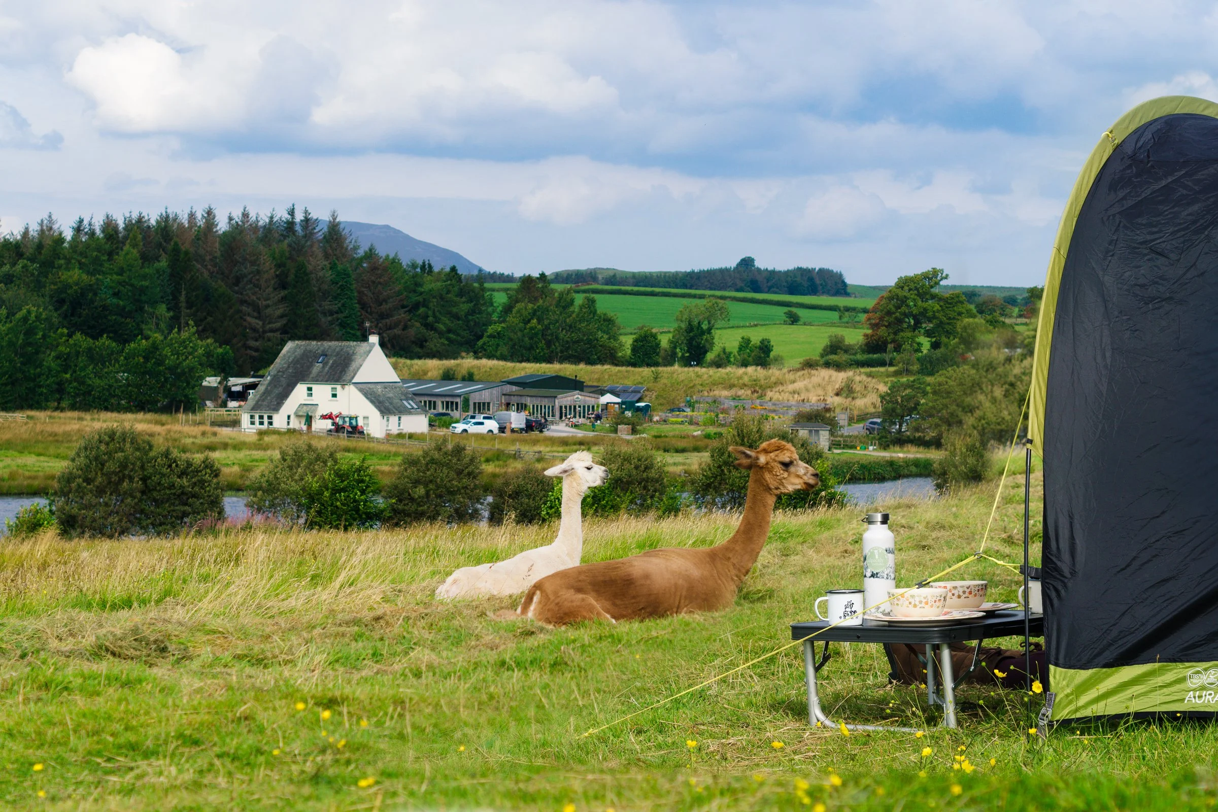 Alpaca Campsite Lake District basecamp