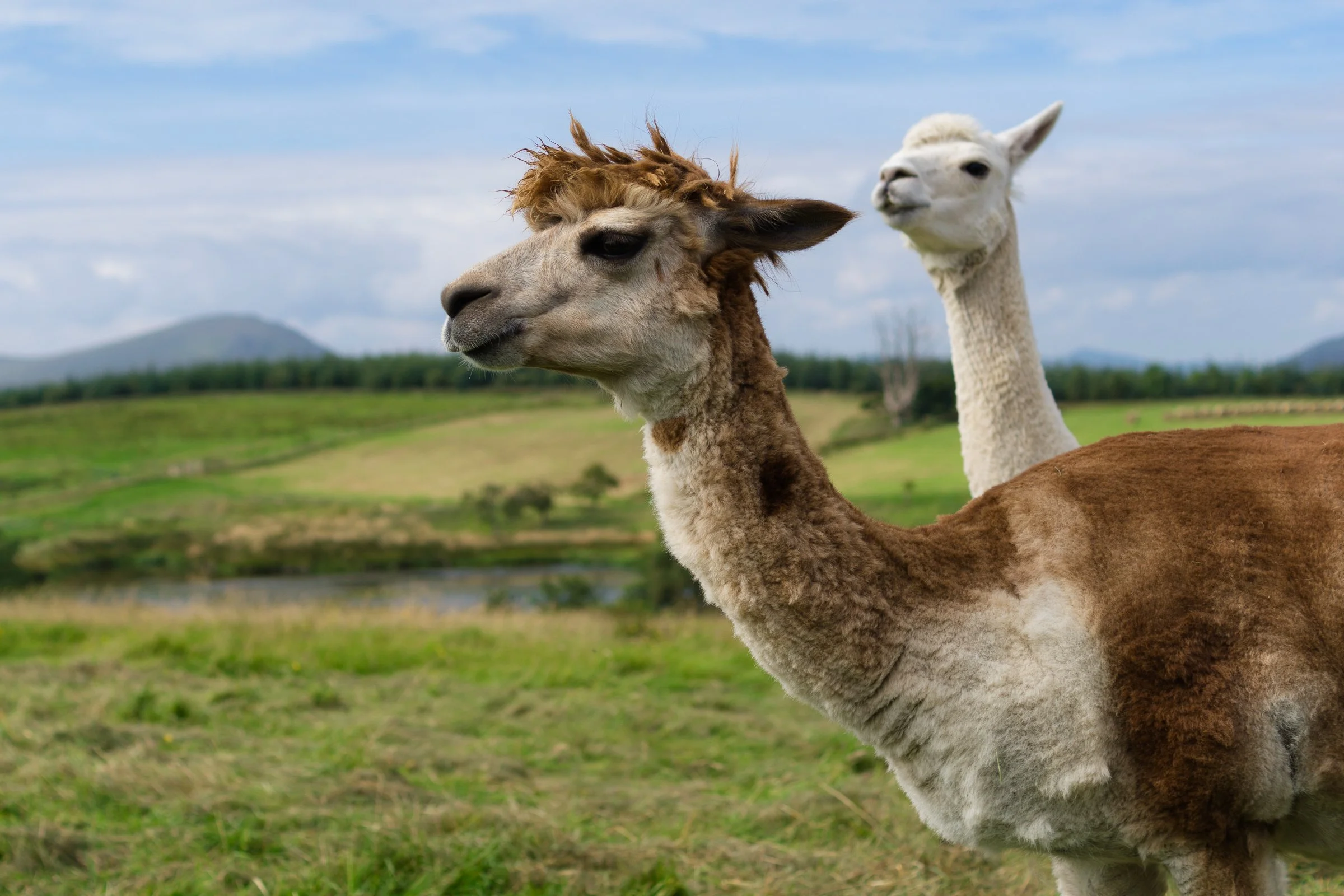 Two llamas standing in a grassy field with rolling hills and mountains in the background.