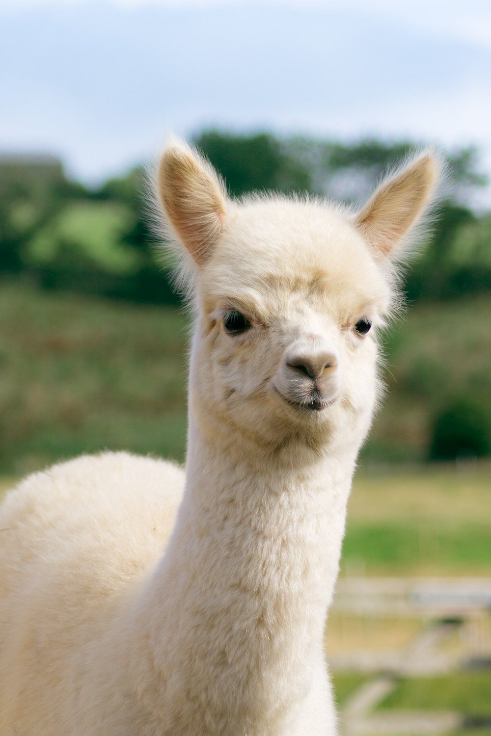 Close-up of a young white alpaca cria standing outdoors with blurred green trees and blue sky in the background.