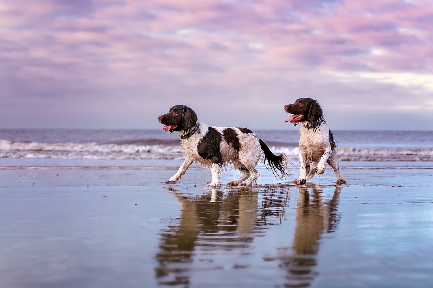 two springer spaniels dogs at the beach