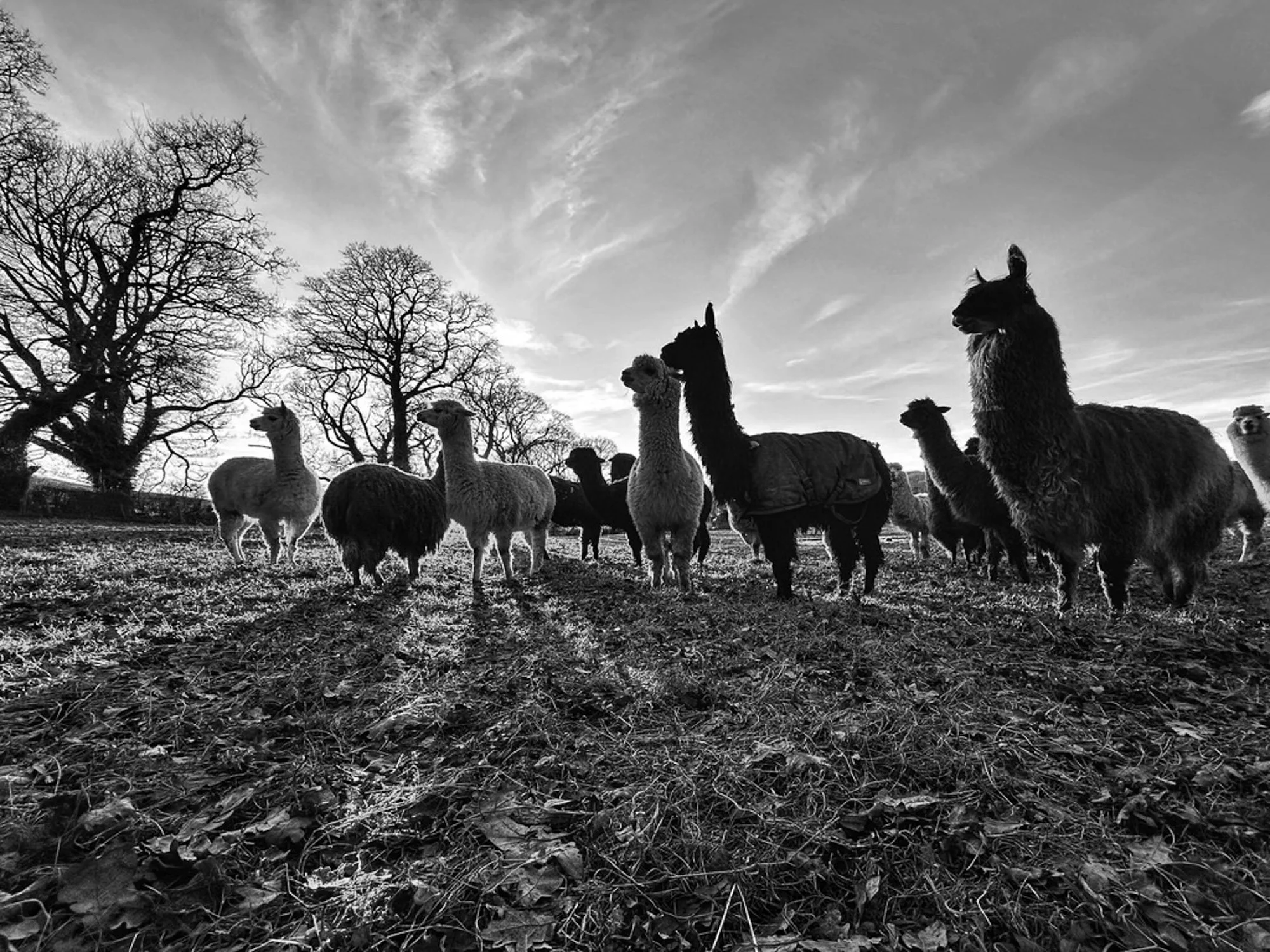 black and white alpacas