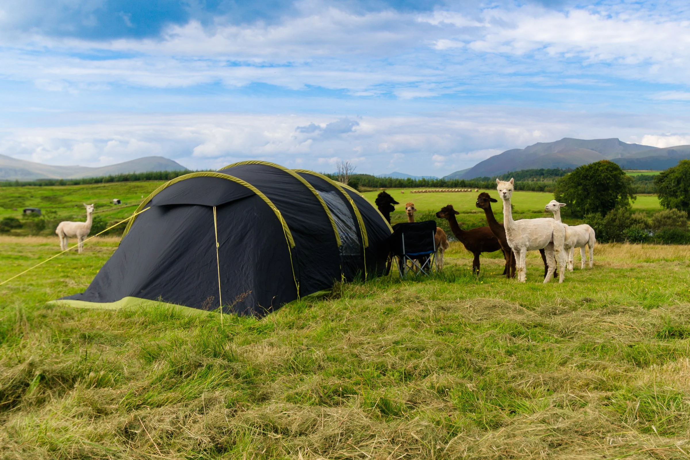 A black camping tent set up in a grassy field with several llamas nearby under a partly cloudy sky.