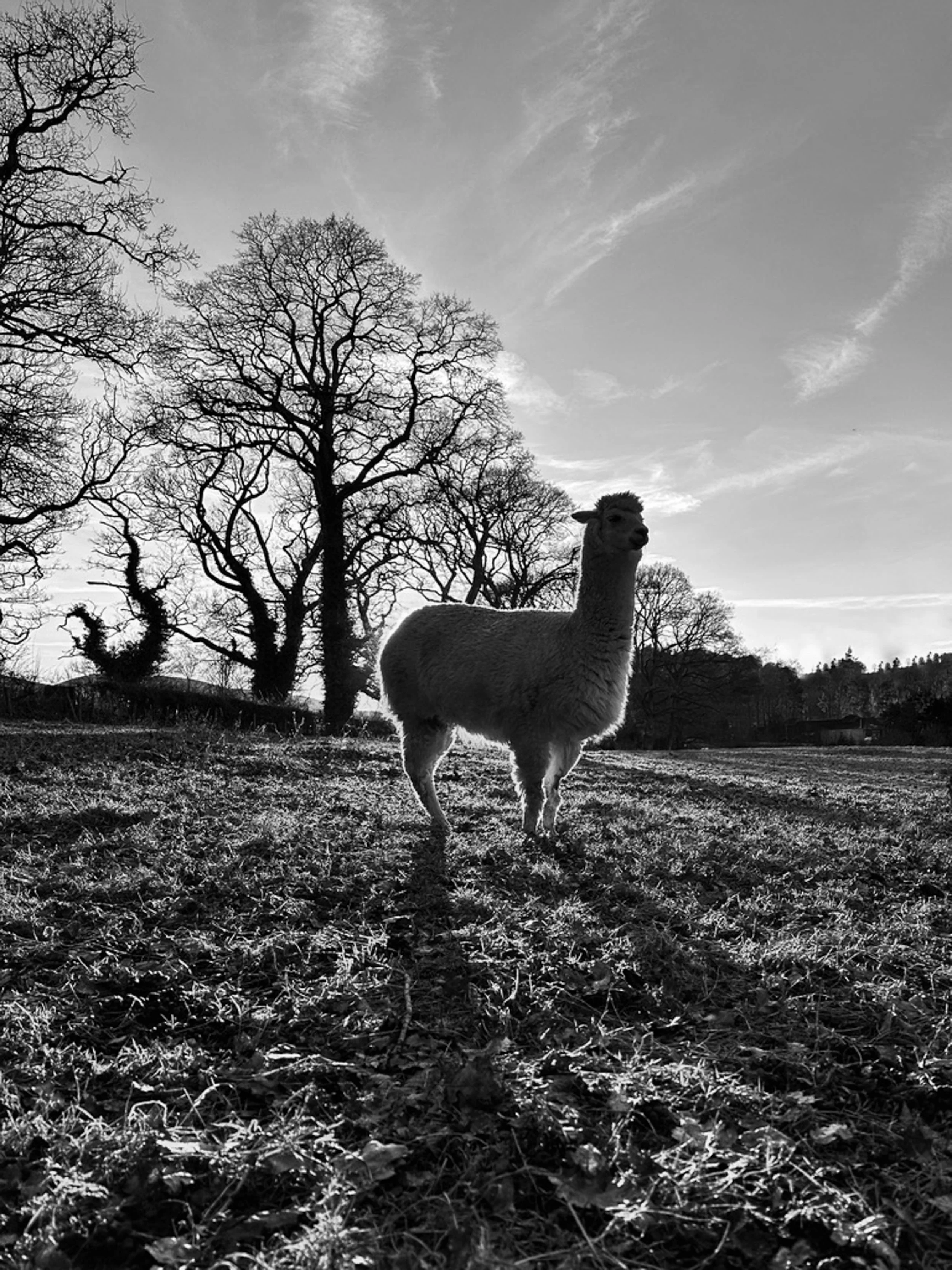 Black and white photo of a llama standing in a field with trees and a partly cloudy sky in the background.