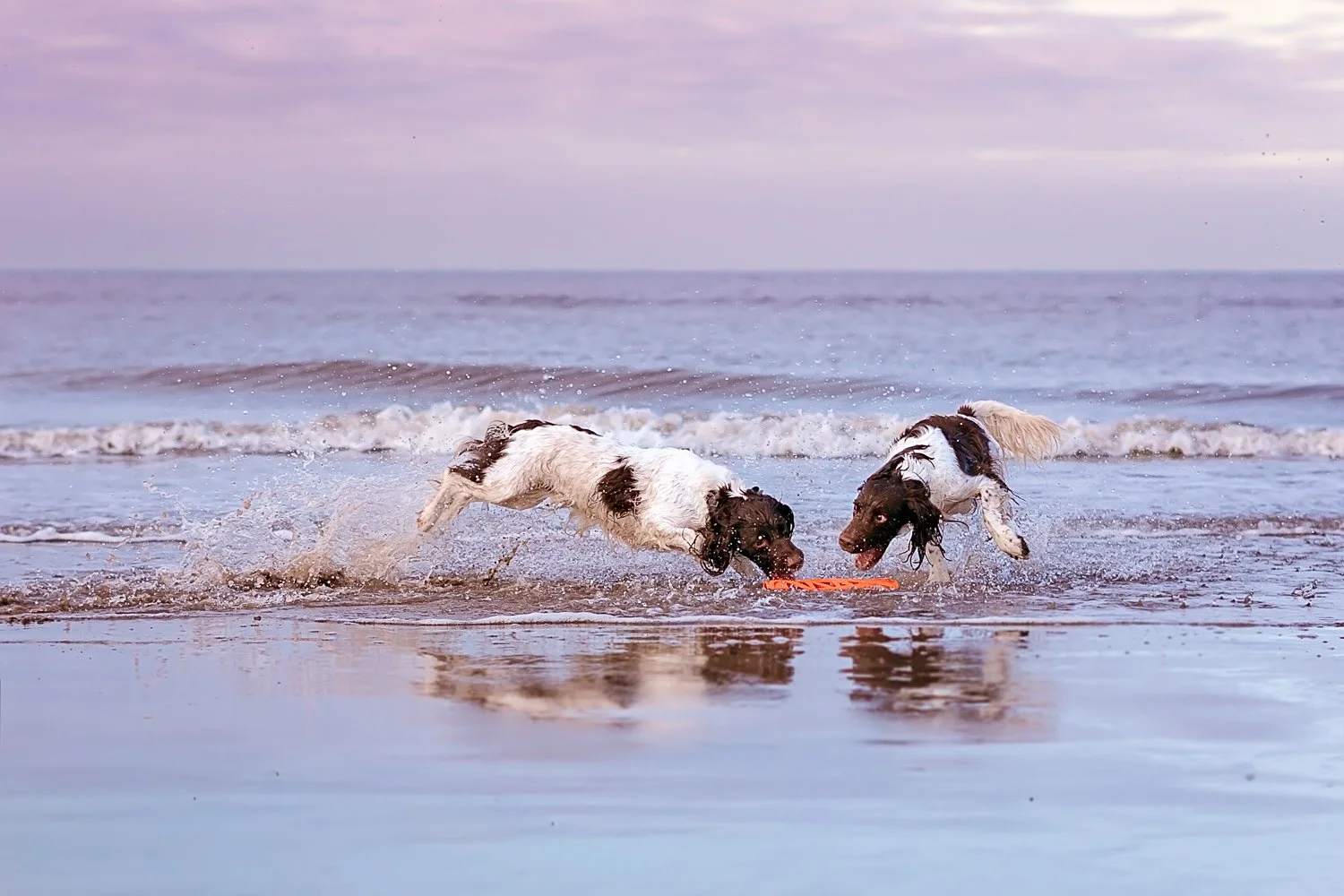 two springer spaniel dogs playing in the sea at the beach