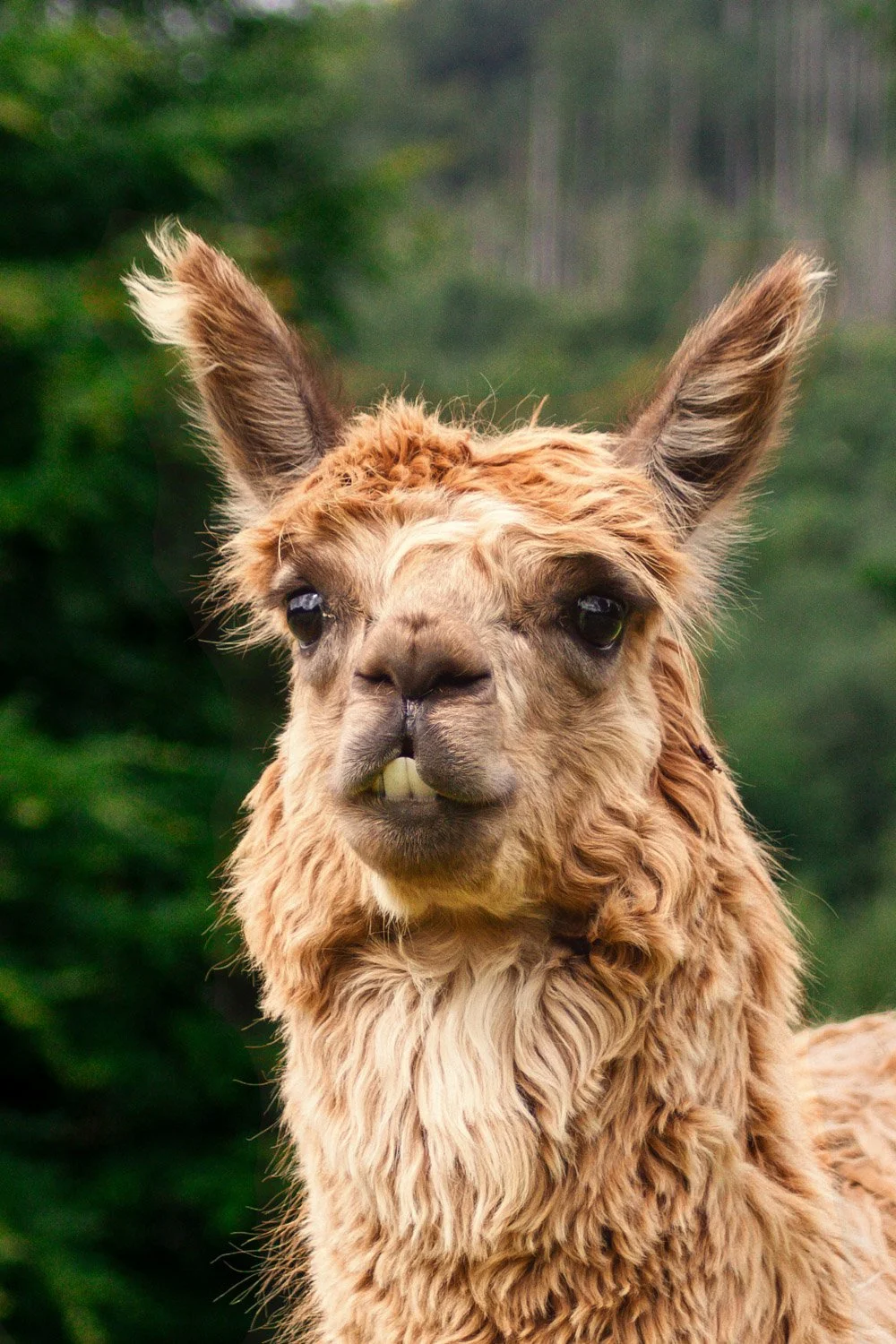 Close-up of a brown alpaca with fluffy fur, large eyes, and prominent ears, against a green, blurred forest background.