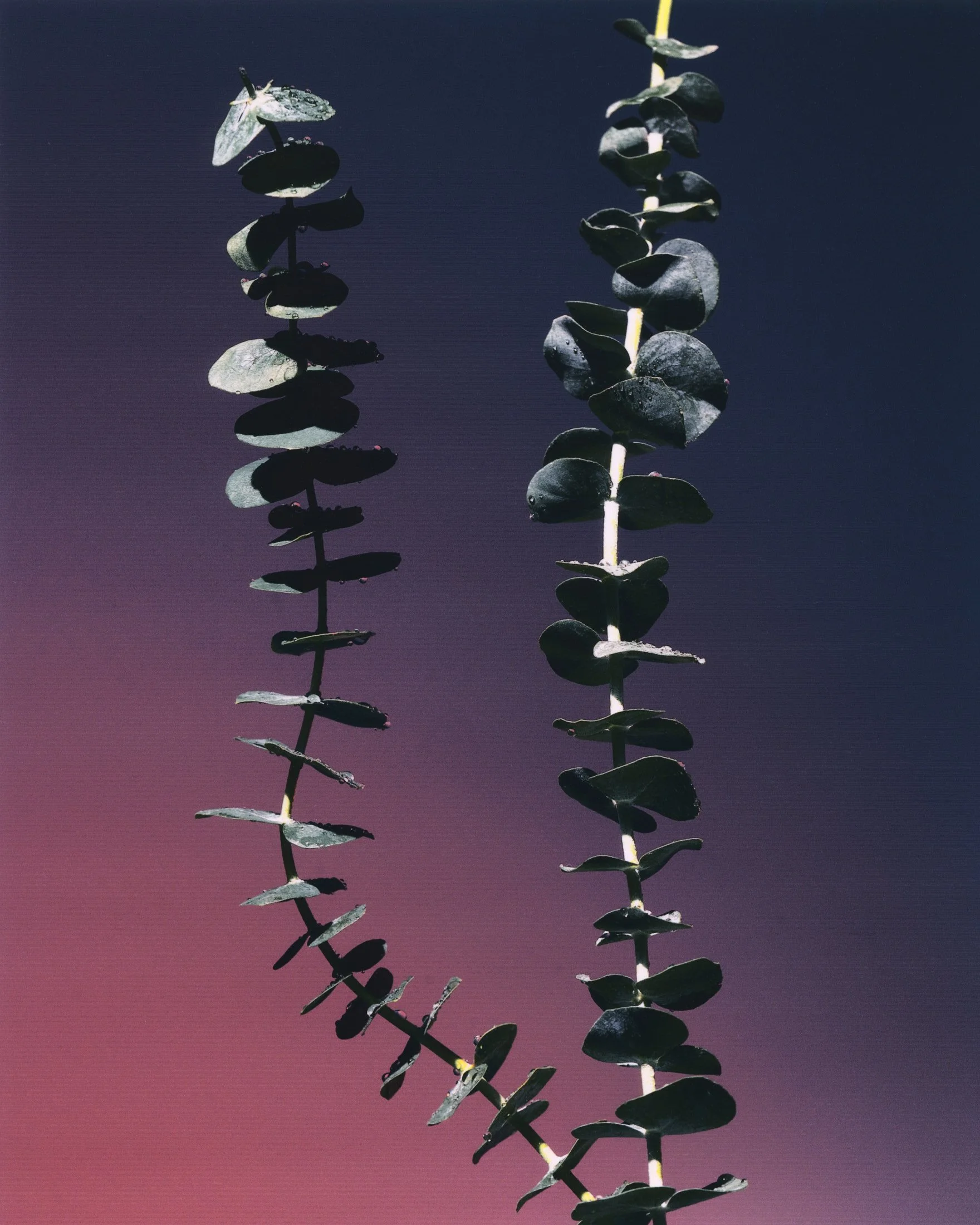 SIJO_ALEXANDER_KILIAN 3.jpg