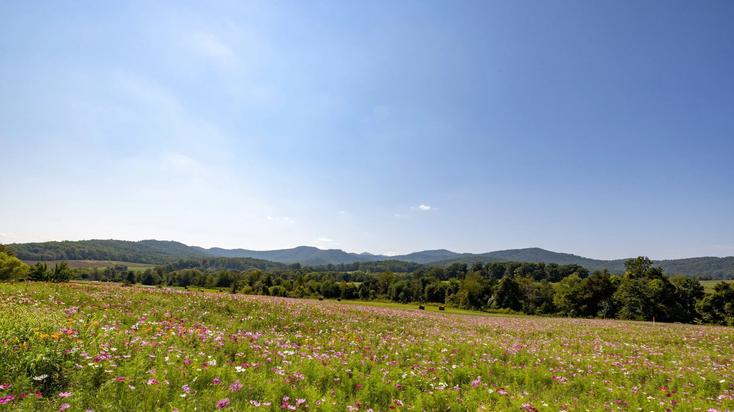 Field of pink and white wildflowers at Pippin Hill Winery with distant green hills under a clear blue sky.