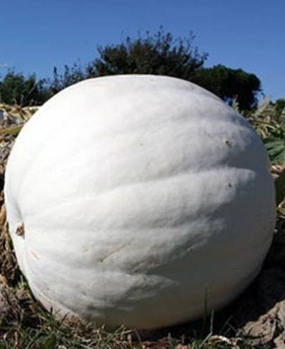 White Polar Bear pumpkin, 30-50 lbs, from Gourd & Porch Kentucky