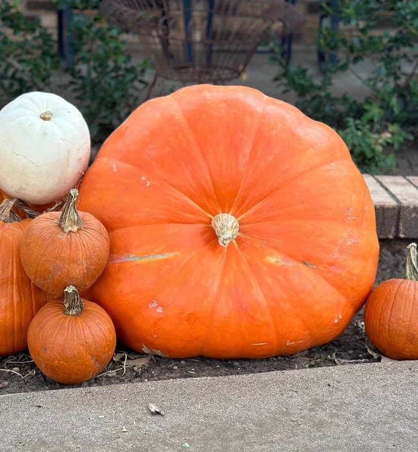 Large orange Grand Prize pumpkin from Gourd & Porch, Lexington Kentucky