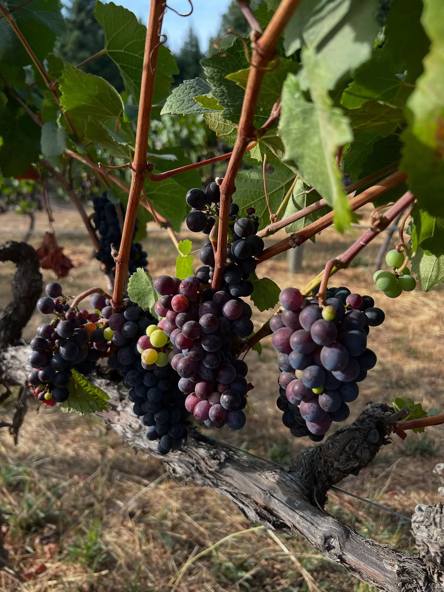 Beautiful day on the ridge at Roma&rsquo;s Vineyard. We&rsquo;re still a few weeks out from harvest at this high elevation vineyard.  It&rsquo;s been a mild summer. The long hang time will produce layers of beautiful flavors while preserving acidity.