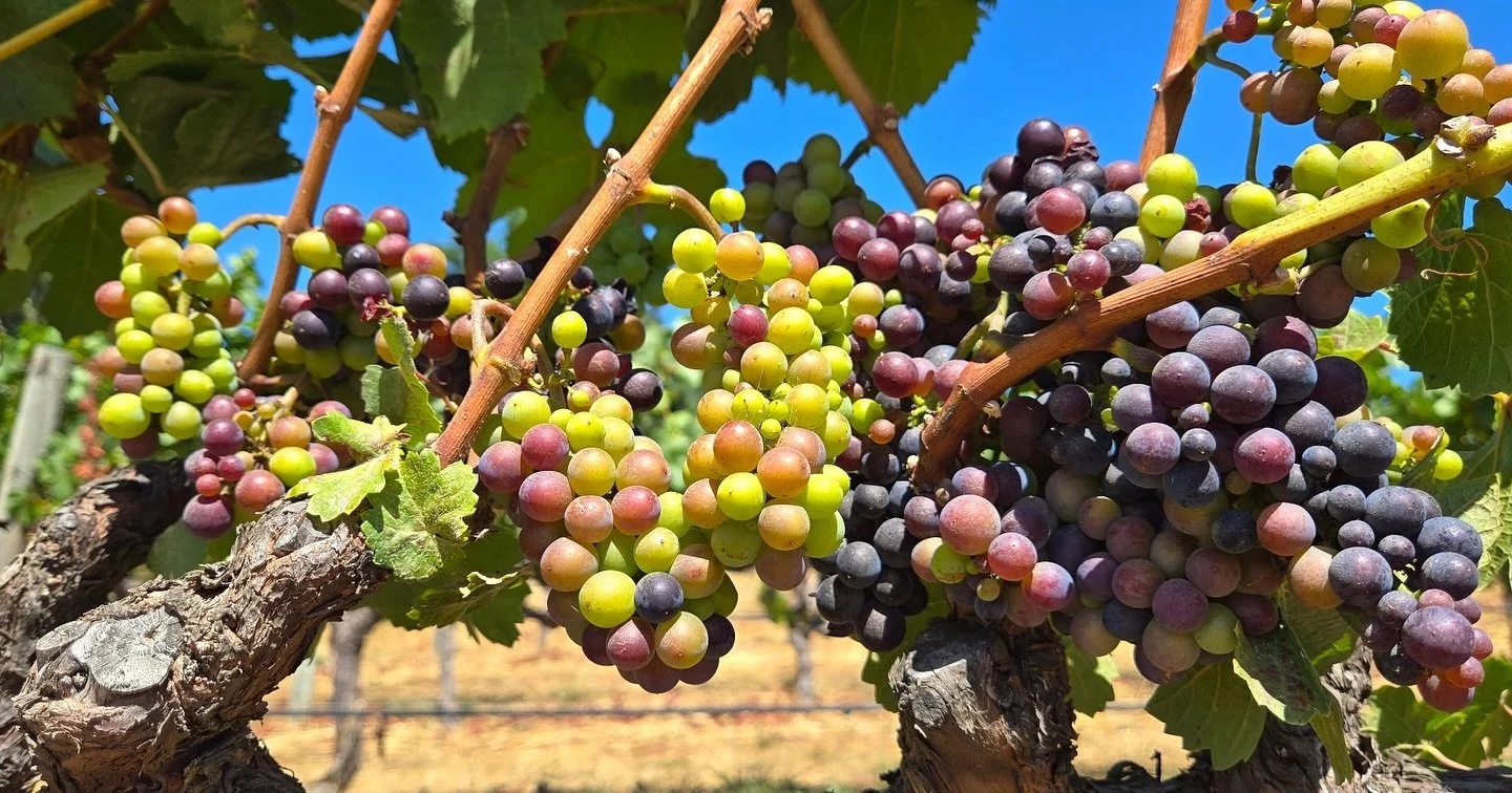 Roma&rsquo;s Vineyard 2025 Pinot Noir is showing off a stellar verasion! 🍷