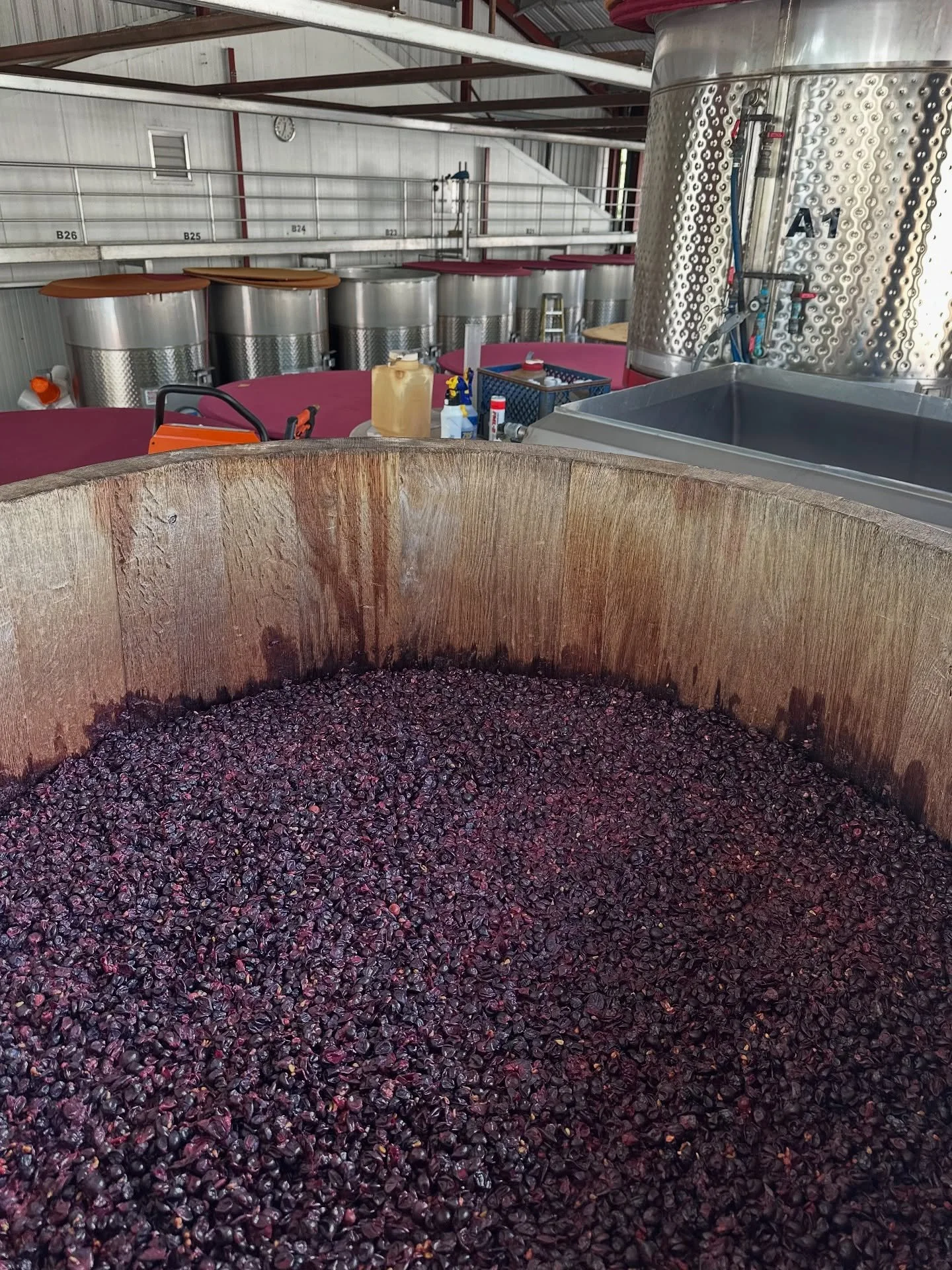2025 Romas Vineyard well on its way.  1 of the two tons for this vintage being fermented in this oak fermenter. The second ton is whole cluster fermented in steel. We&rsquo;ll make about 4 barrels of this wine. About 100 cases.