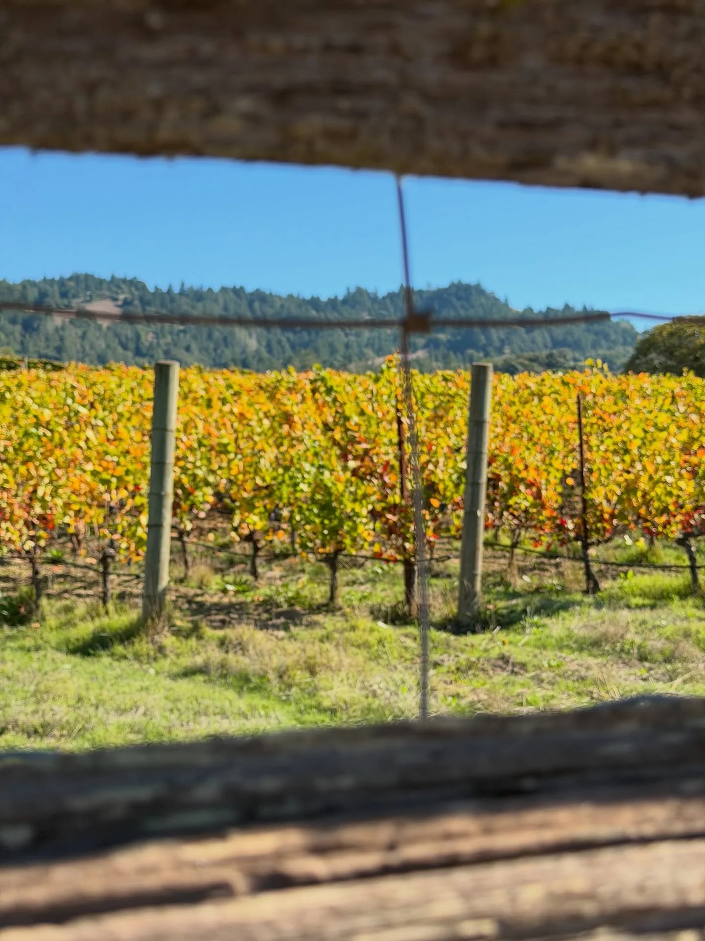 That’s Black Oak Ridge in the distance, where our ranch is and where we’re currently laying out the estate vineyard.