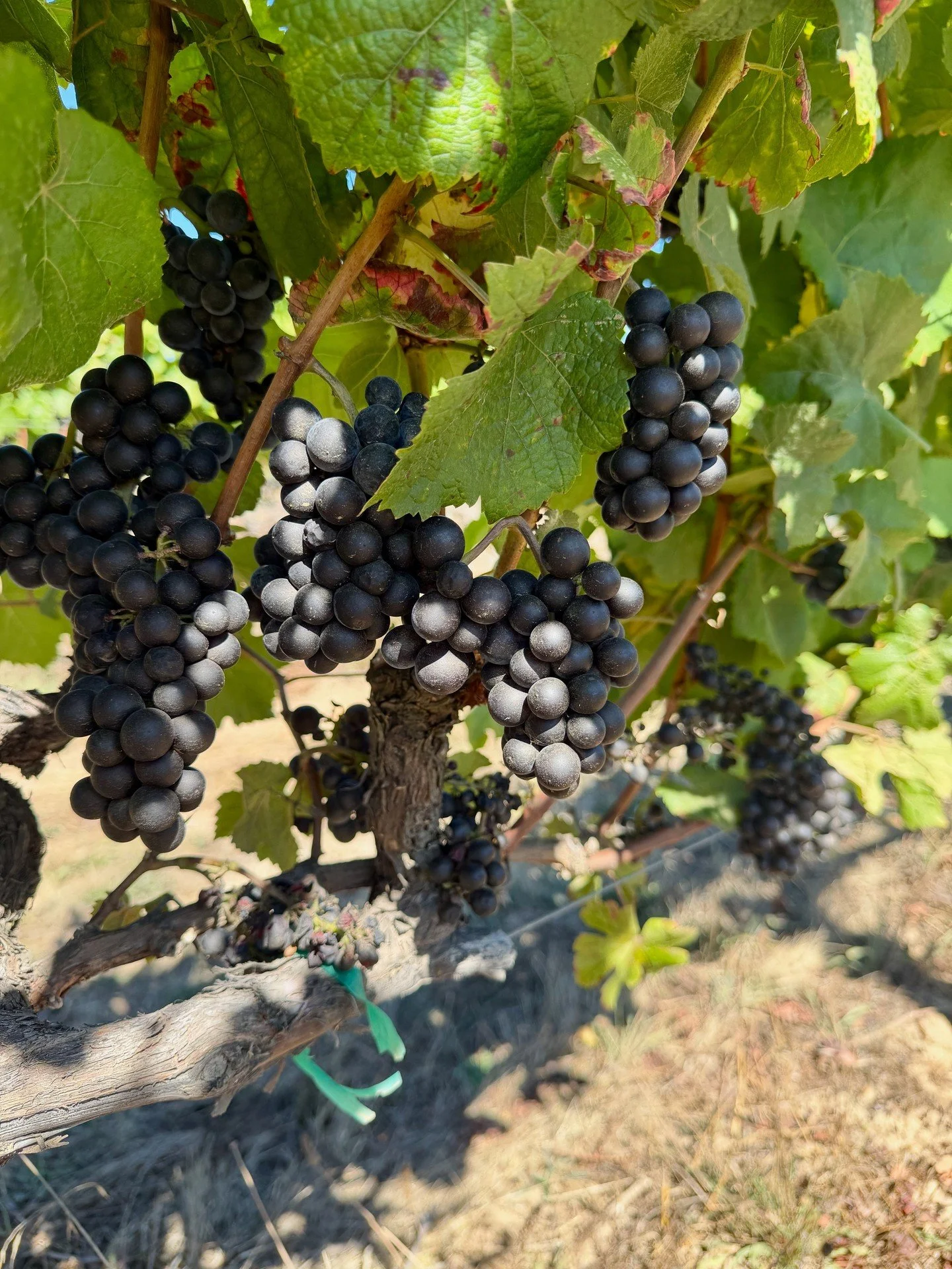 Roma&rsquo;s Vineyard today! We&rsquo;re getting closer to harvest with each passing day. The fruit is looking beautiful, tasting delicious, and full of promise.⁠
⁠
This is going to be a vintage worth seeking out and savoring for years to come! 🍇⁠
⁠