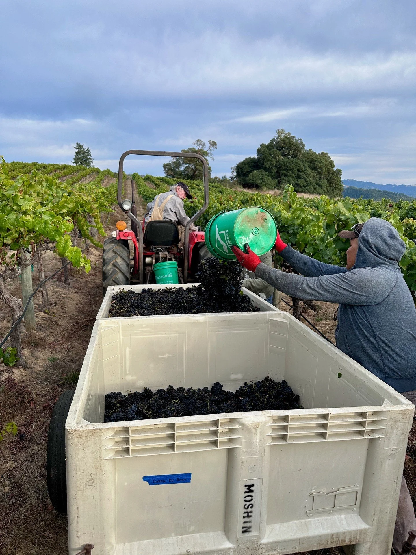 Harvest at Roma&rsquo;s Vineyard, frame by frame. 🍇⁠
⁠
Swipe through for a glimpse of the beautiful fruit and the first moments of our 2026 harvest.⁠
⁠
⁠Join THE LIST: www.blackoakridge.wine/list ⁠
⁠
⁠
⁠
#andersonvalley #harvest2026 #pinotnoir #cali