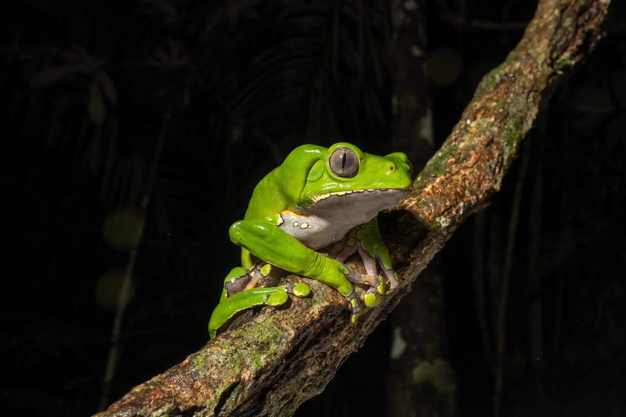 A green tree frog perched on a mossy tree branch in a dark jungle setting.