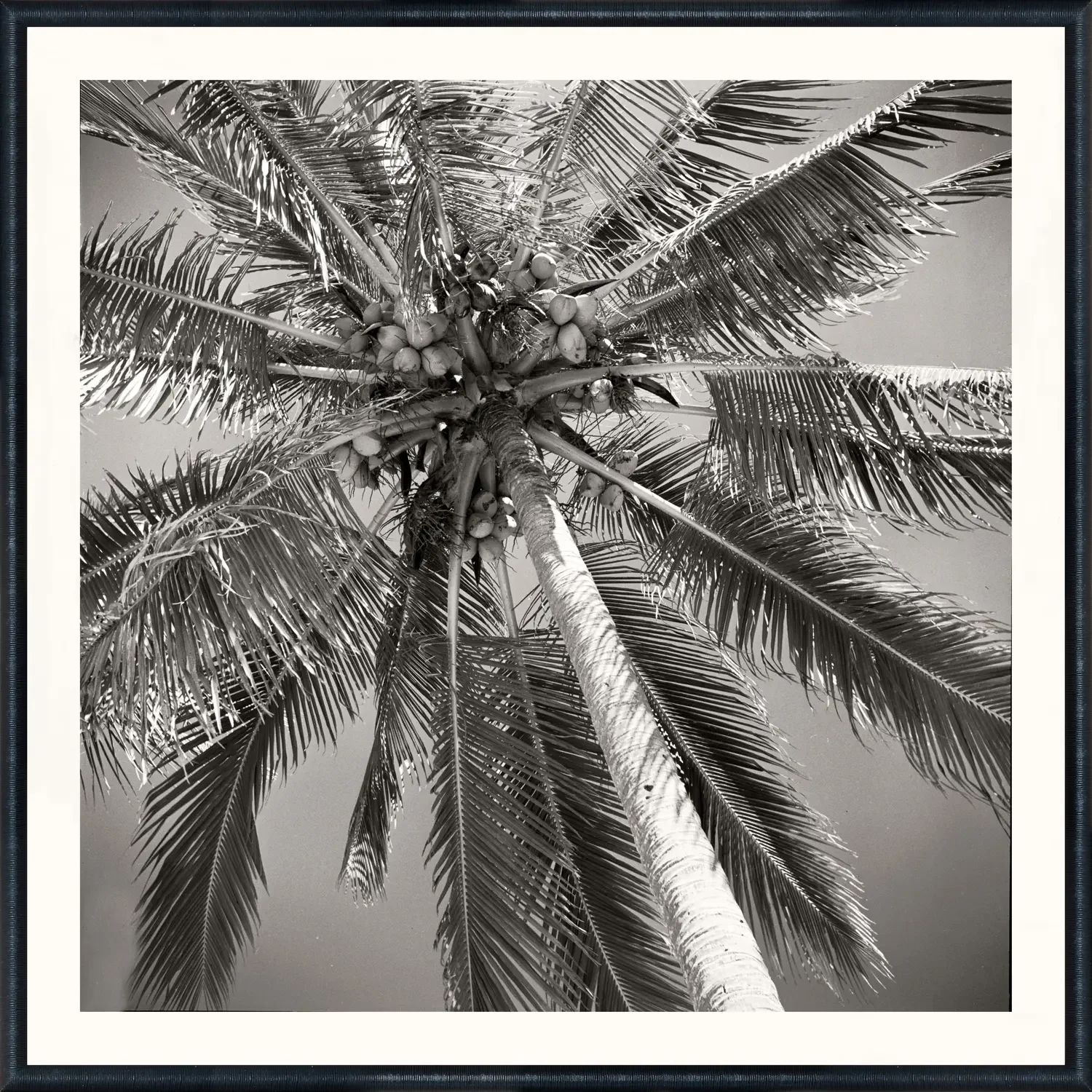 "Nostalgia Collection: Palm Tree C. 1959" Art