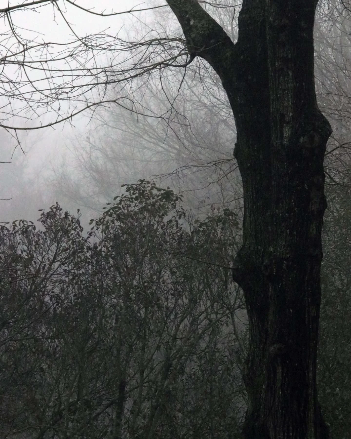 Halloween is just around the corner! I love photographing in the fog.⁠
⁠
#fog #halloween #landscape #photography #trees #spooky #nature #hiking #dreaminginsnapshots