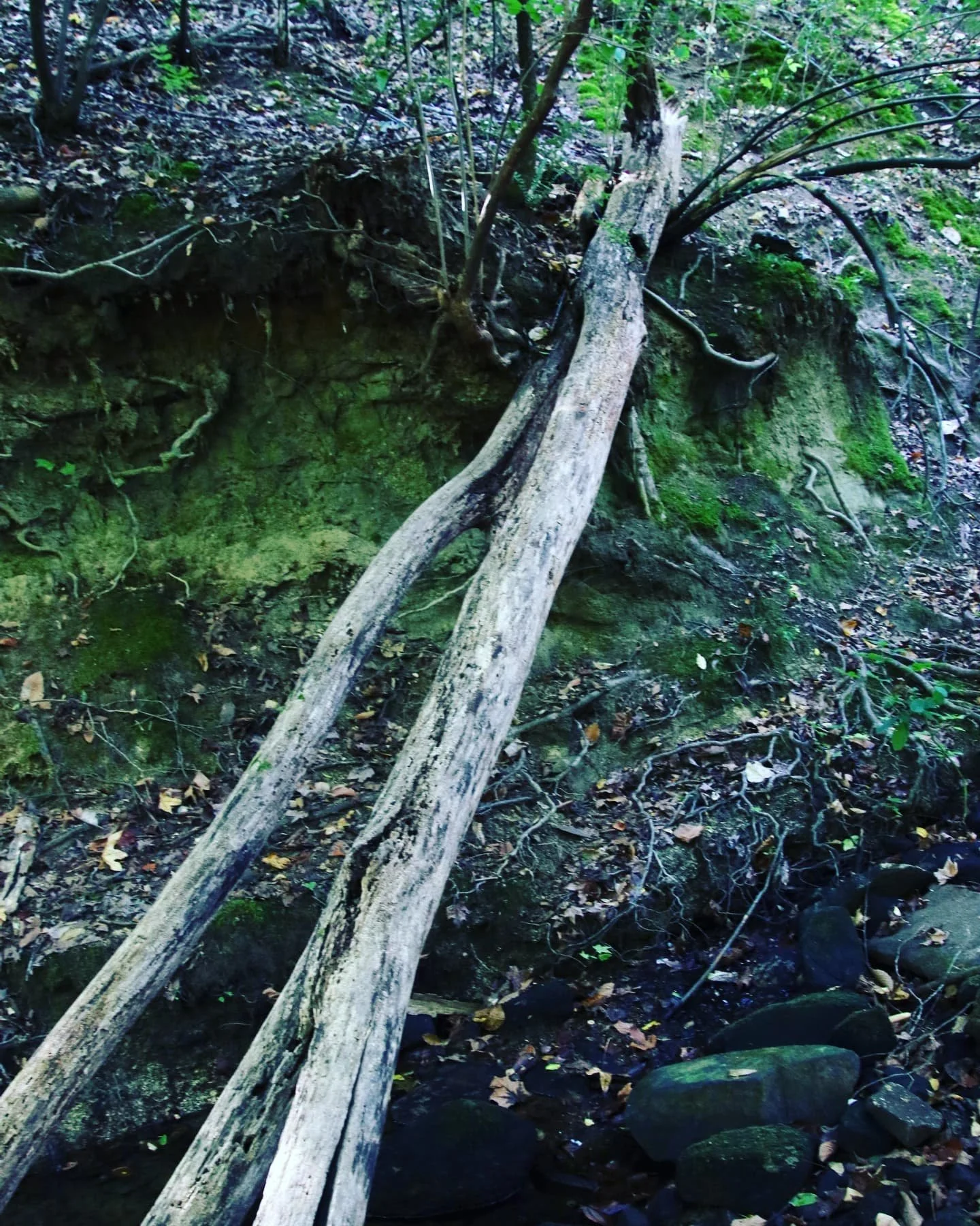 #nature #naturephotography #hiking #hikingadventures #NC #parks #trees #happy #park #parks #outdoors #outdooradventures #photography #naturelover #landscapes #natureshots #dreaminginsnapshots #nature_seekers #beautiful #beautifulday