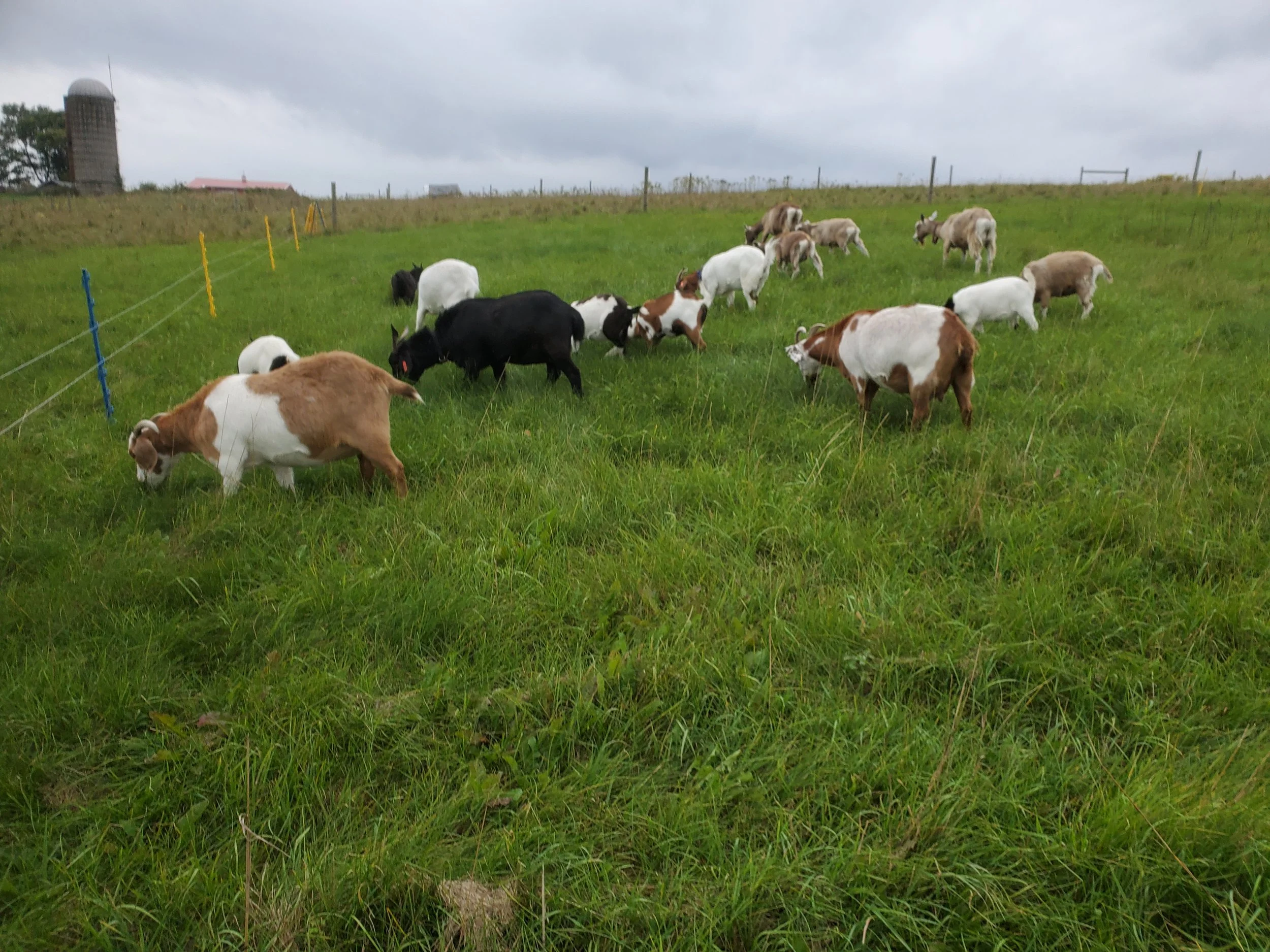 Goat Milk Soap - The best of the best